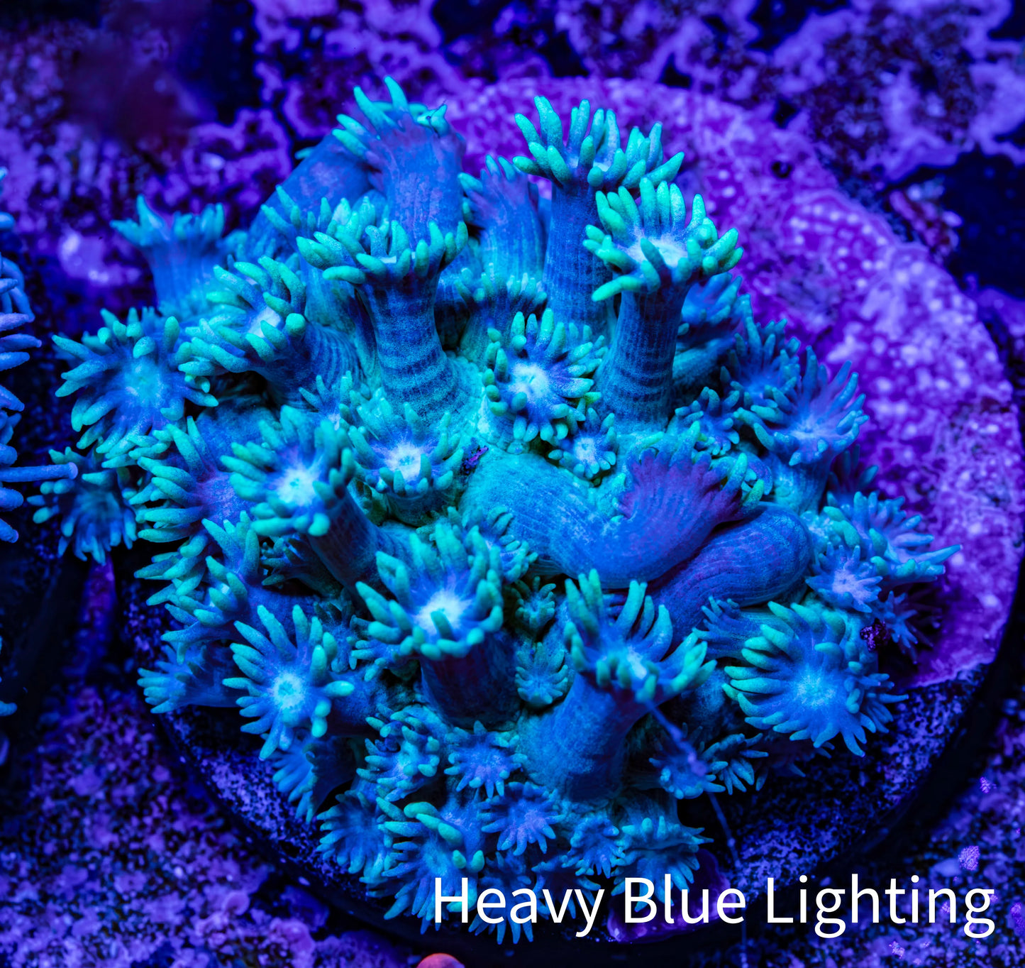 Ultra Goniopora Coral - Frag - WYSIWYG C2R3B1 Ultra Goniopora Coral - Frag - WYSIWYG C2R3B1 Animals & Pet Supplies Ultra Goniopora Coral - Frag - WYSIWYG C2R3B1 Zeo Box Reef