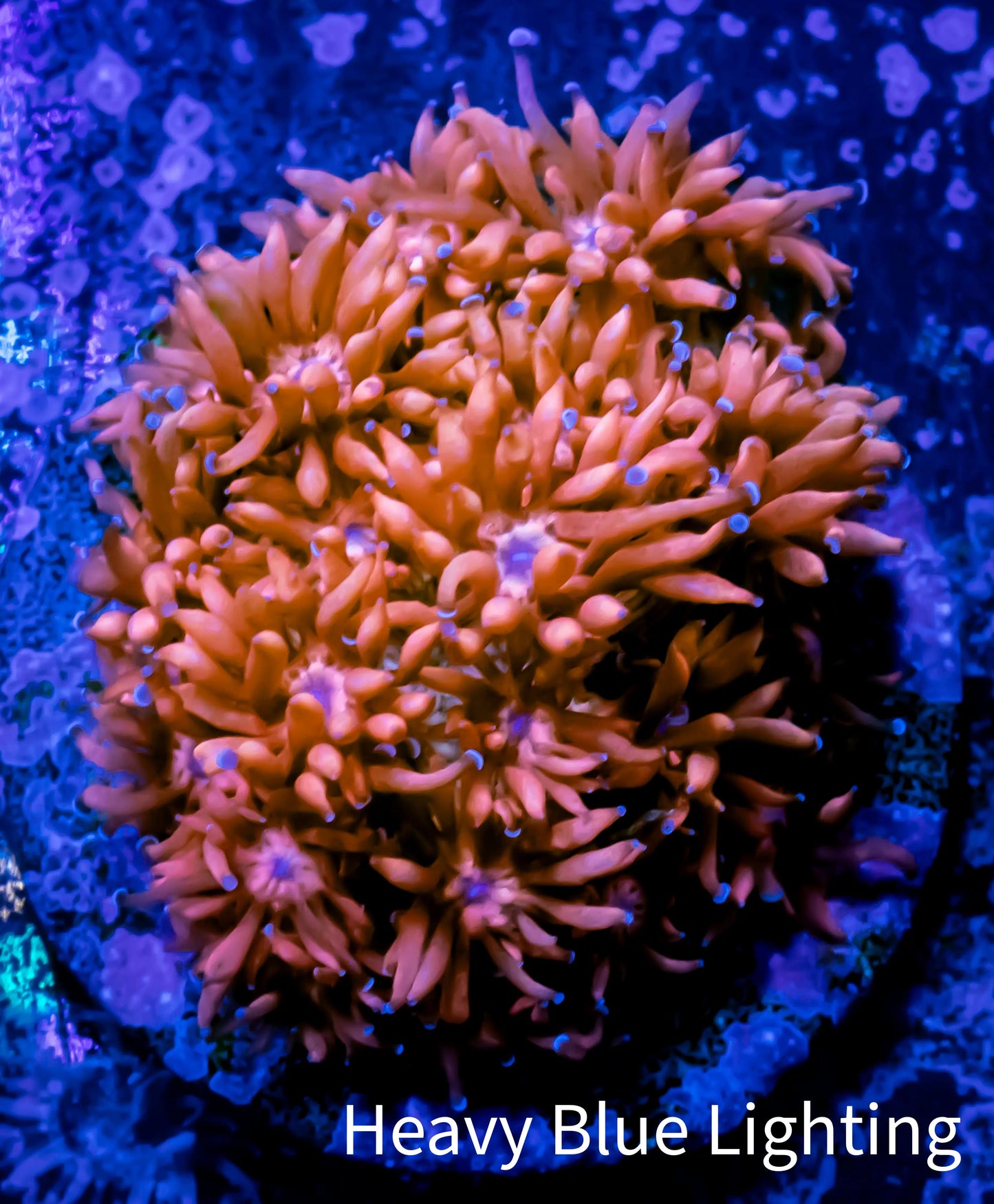 Ultra Goniopora Coral - Frag - WYSIWYG C3R2B1 Ultra Goniopora Coral - Frag - WYSIWYG C3R2B1 Animals & Pet Supplies Ultra Goniopora Coral - Frag - WYSIWYG C3R2B1 Zeo Box Reef