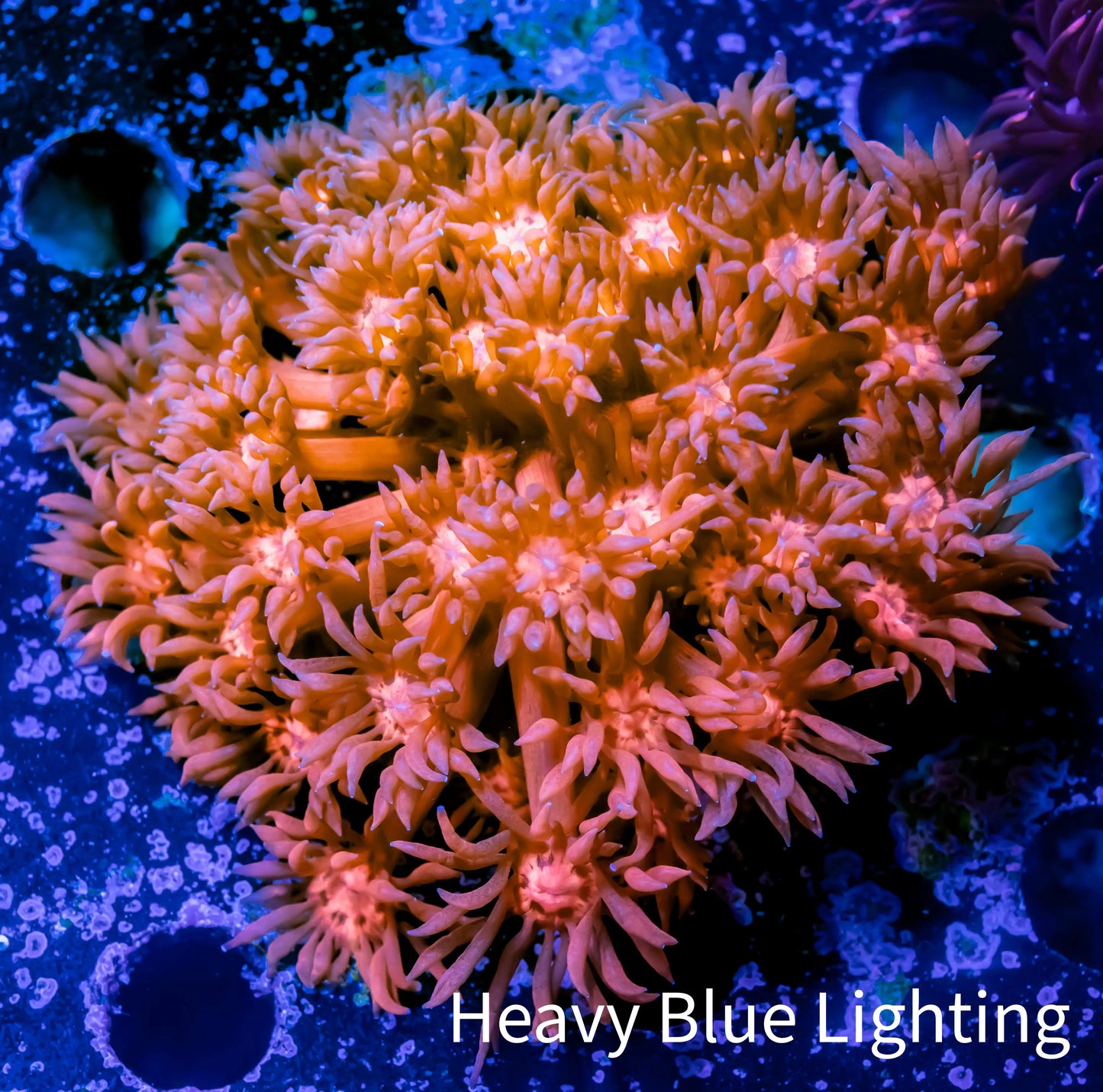 Ultra Goniopora Coral - Frag - WYSIWYG C4R2B1 Ultra Goniopora Coral - Frag - WYSIWYG C4R2B1 Animals & Pet Supplies Ultra Goniopora Coral - Frag - WYSIWYG C4R2B1 Zeo Box Reef