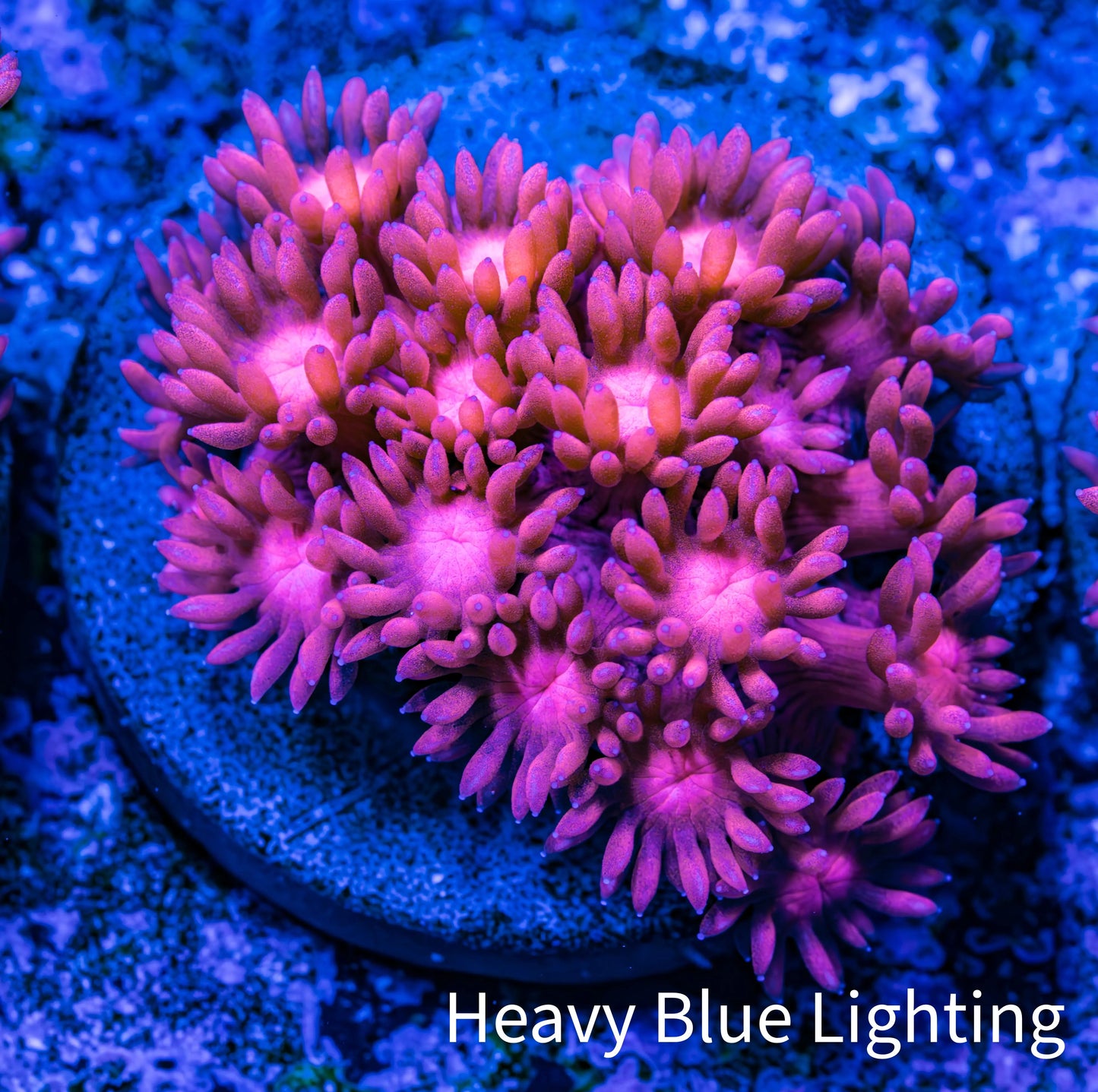 Ultra Goniopora Coral - Frag - WYSIWYG C5R3B1 Ultra Goniopora Coral - Frag - WYSIWYG C5R3B1 Animals & Pet Supplies Ultra Goniopora Coral - Frag - WYSIWYG C5R3B1 Zeo Box Reef