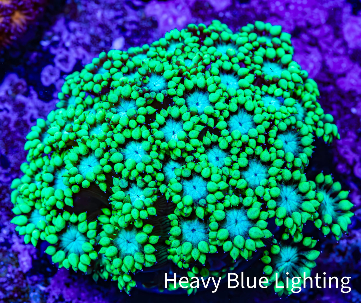 Ultra Goniopora Coral - Frag - WYSIWYG C7R3B1 Ultra Goniopora Coral - Frag - WYSIWYG C7R3B1 Animals & Pet Supplies Ultra Goniopora Coral - Frag - WYSIWYG C7R3B1 Zeo Box Reef