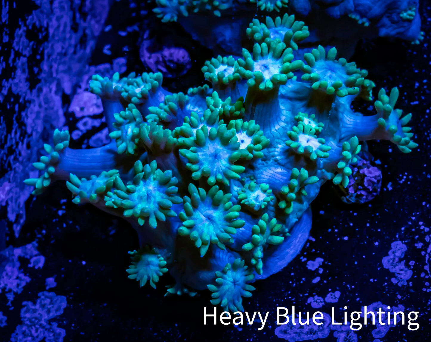 Ultra Goniopora Coral - Frag - WYSIWYG C8R2B2 Ultra Goniopora Coral - Frag - WYSIWYG C8R2B2 Animals & Pet Supplies Ultra Goniopora Coral - Frag - WYSIWYG C8R2B2 Zeo Box Reef