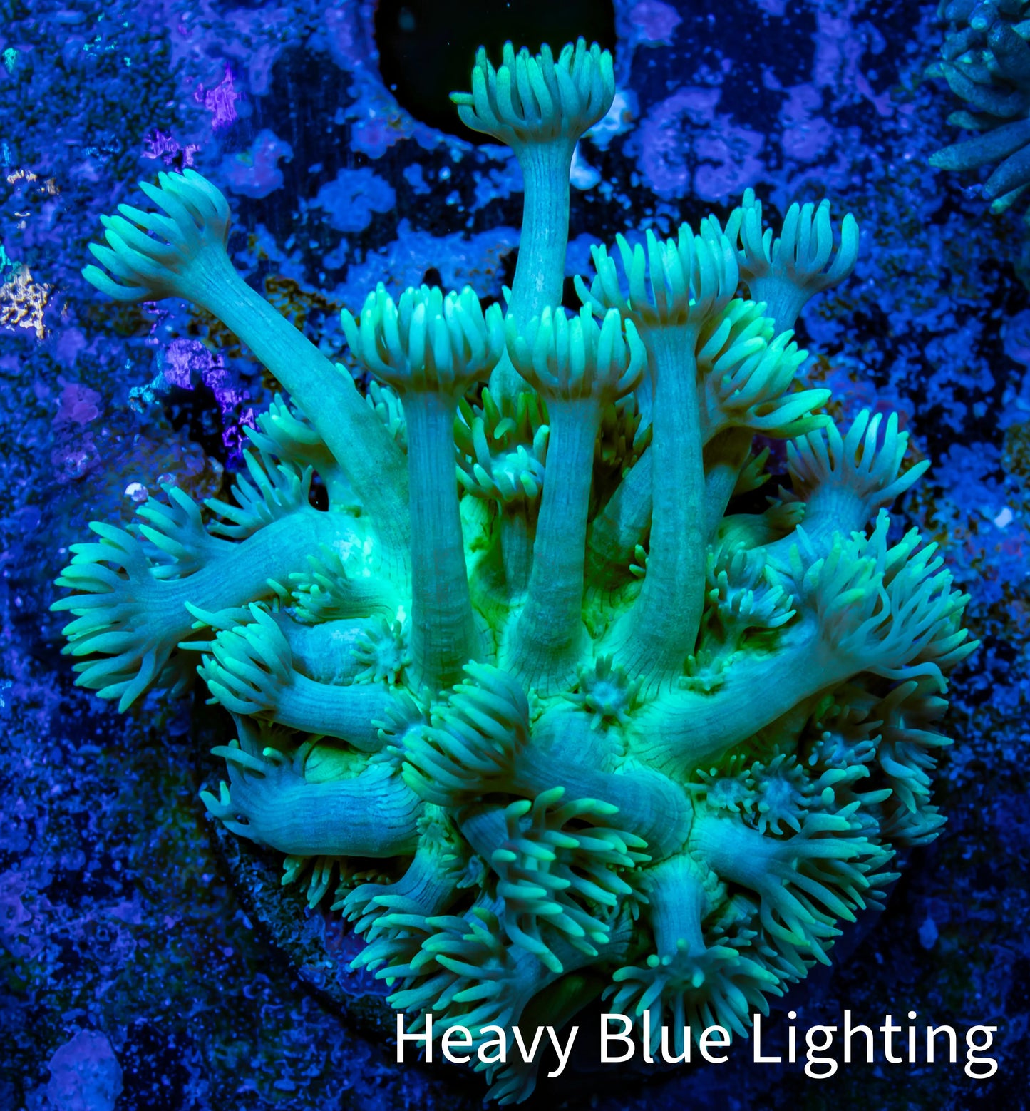 Ultra Goniopora Coral - Frag - WYSIWYG D1R3B1 Ultra Goniopora Coral - Frag - WYSIWYG D1R3B1 Animals & Pet Supplies Ultra Goniopora Coral - Frag - WYSIWYG D1R3B1 Zeo Box Reef