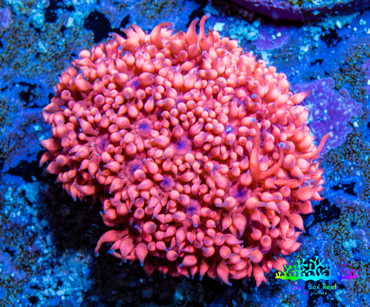 Ultra Goniopora Coral - Frag - WYSIWYG D1R4B2 Ultra Goniopora Coral - Frag - WYSIWYG D1R4B2 Animals & Pet Supplies Ultra Goniopora Coral - Frag - WYSIWYG D1R4B2 Zeo Box Reef