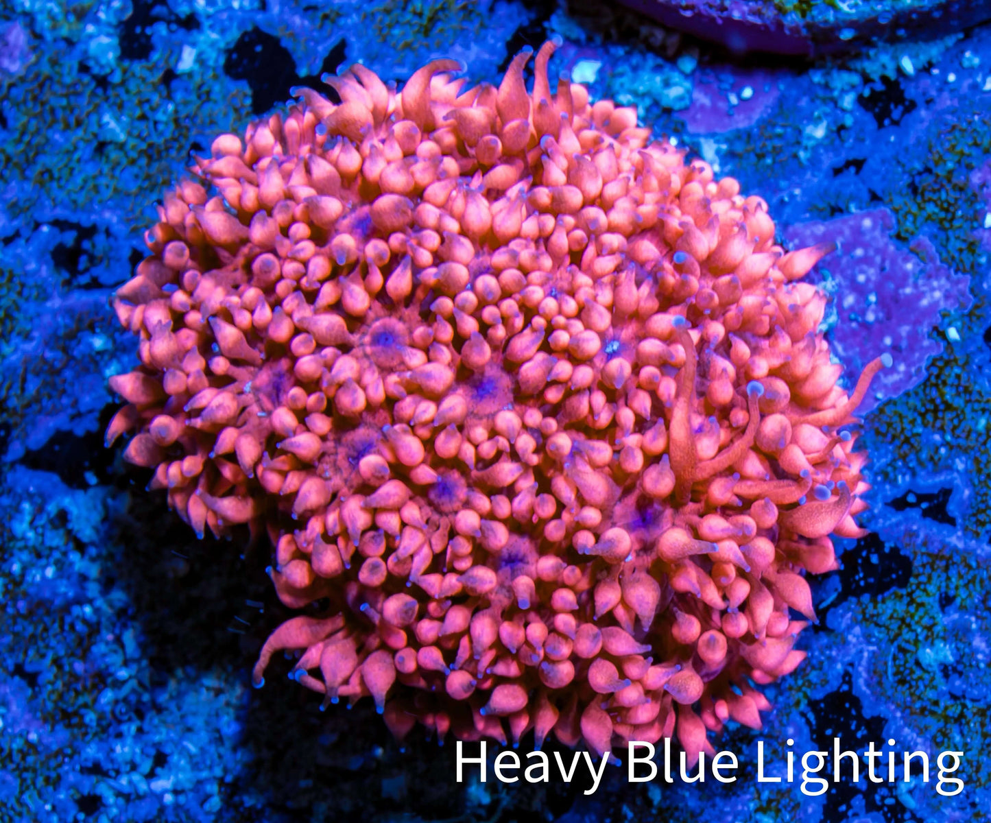 Ultra Goniopora Coral - Frag - WYSIWYG D1R4B2 Ultra Goniopora Coral - Frag - WYSIWYG D1R4B2 Animals & Pet Supplies Ultra Goniopora Coral - Frag - WYSIWYG D1R4B2 Zeo Box Reef