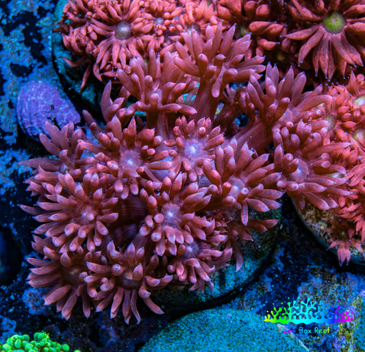 Ultra Goniopora Coral - Frag - WYSIWYG D1R4B2 Ultra Goniopora Coral - Frag - WYSIWYG D1R4B2 Animals & Pet Supplies Ultra Goniopora Coral - Frag - WYSIWYG D1R4B2 Zeo Box Reef