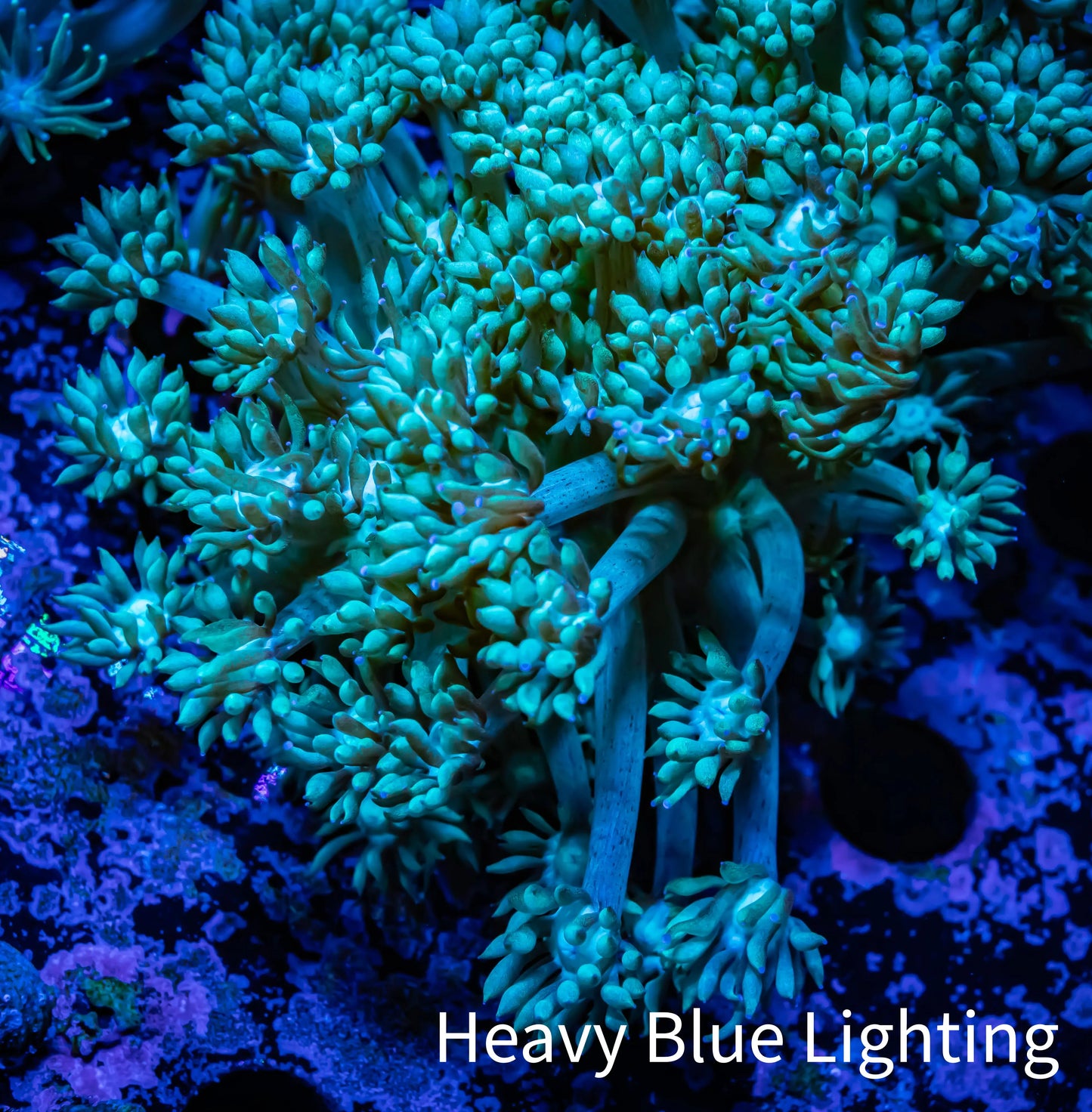 Ultra Goniopora Coral - Frag - WYSIWYG D1R5B2 Ultra Goniopora Coral - Frag - WYSIWYG D1R5B2 Animals & Pet Supplies Ultra Goniopora Coral - Frag - WYSIWYG D1R5B2 Zeo Box Reef