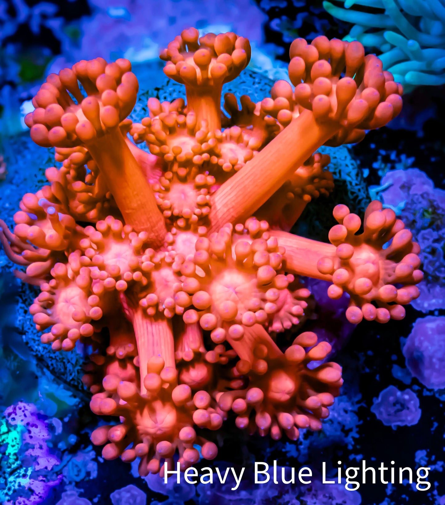Ultra Goniopora Coral - Frag - WYSIWYG D2R2B1 Ultra Goniopora Coral - Frag - WYSIWYG D2R2B1 Animals & Pet Supplies Ultra Goniopora Coral - Frag - WYSIWYG D2R2B1 Zeo Box Reef