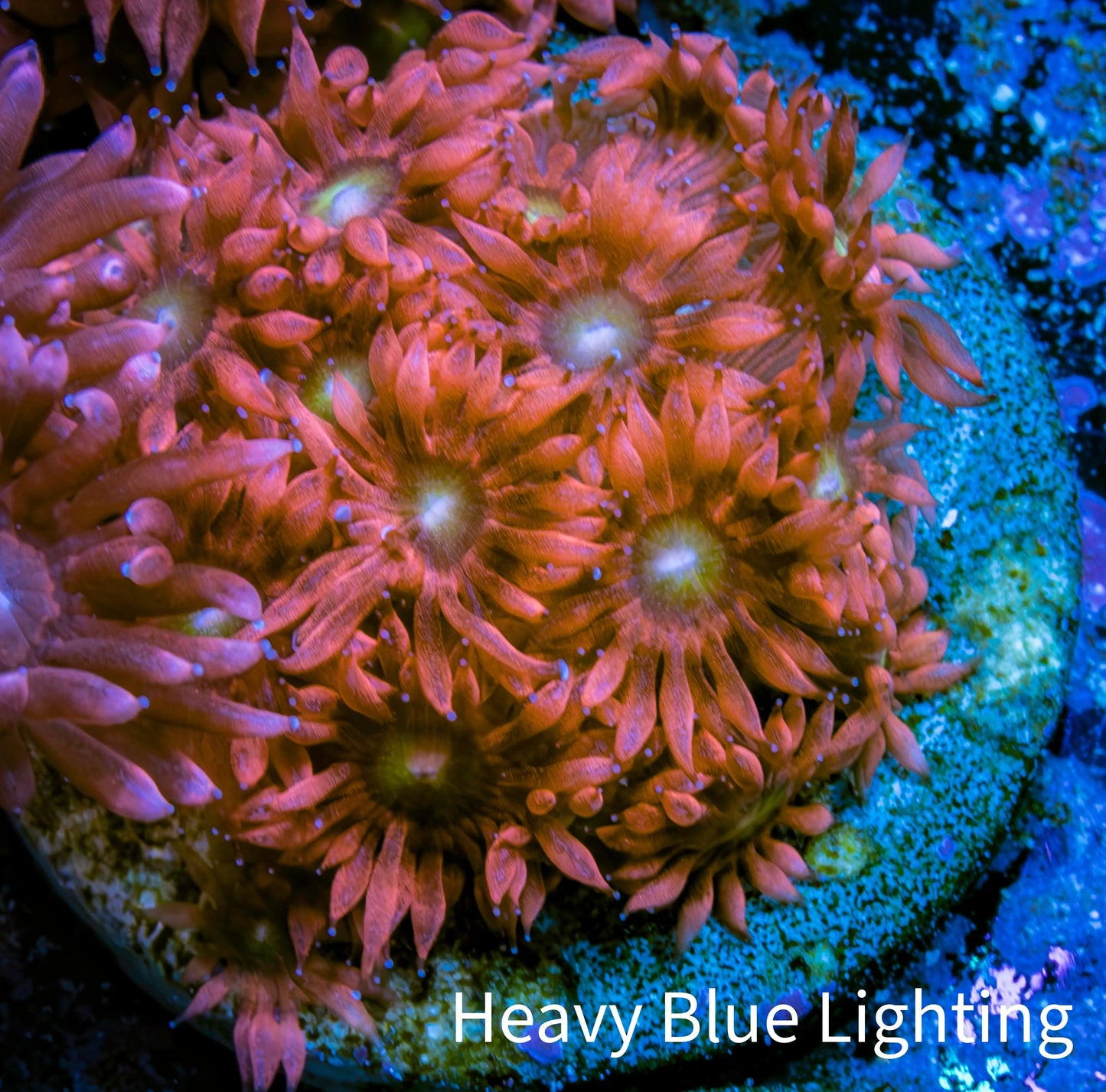 Ultra Goniopora Coral - Frag - WYSIWYG D2R4B2 Ultra Goniopora Coral - Frag - WYSIWYG D2R4B2 Animals & Pet Supplies Ultra Goniopora Coral - Frag - WYSIWYG D2R4B2 Zeo Box Reef