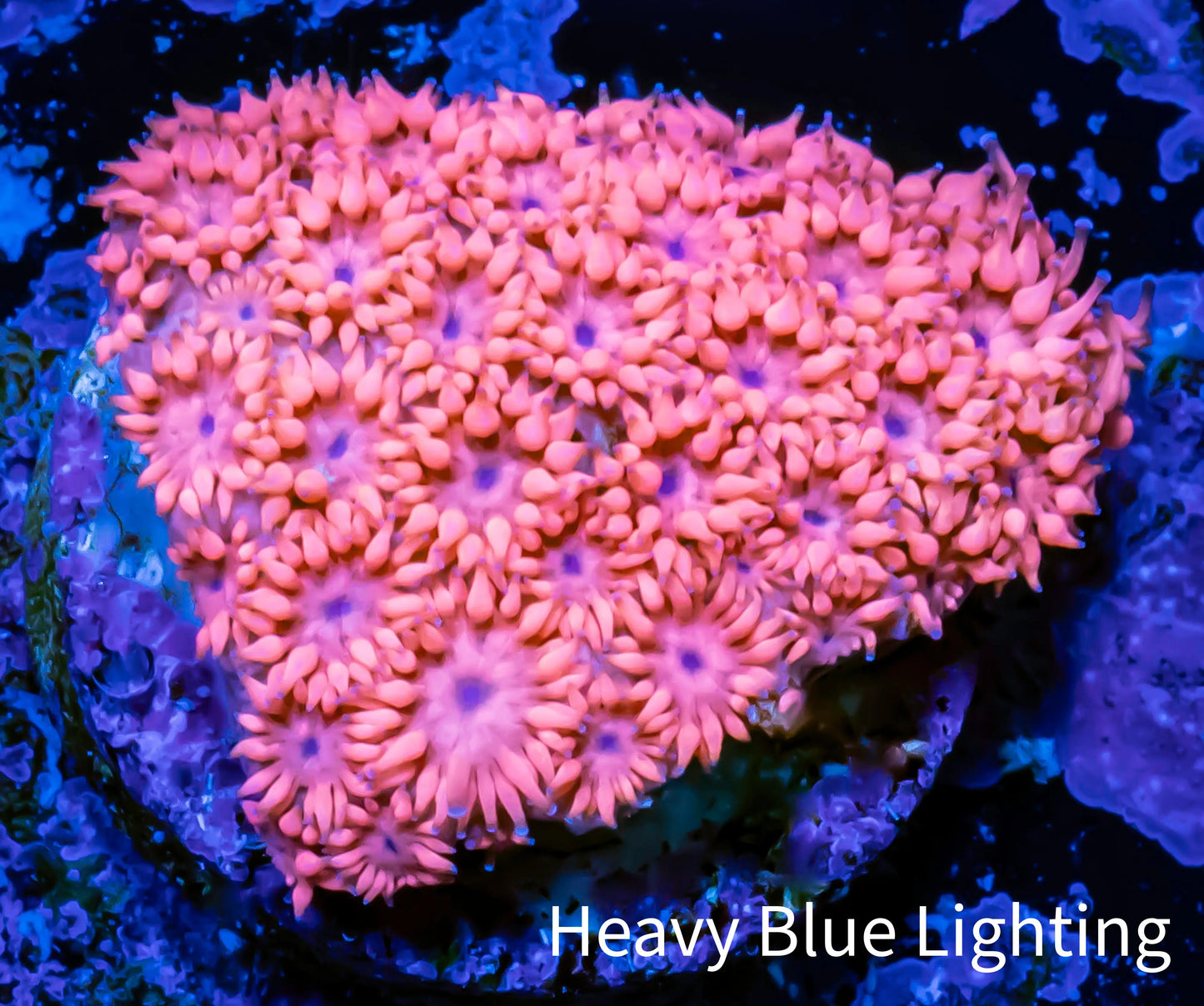 Ultra Goniopora Coral - Frag - WYSIWYG E2R2B1 Ultra Goniopora Coral - Frag - WYSIWYG E2R2B1 Animals & Pet Supplies Ultra Goniopora Coral - Frag - WYSIWYG E2R2B1 Zeo Box Reef
