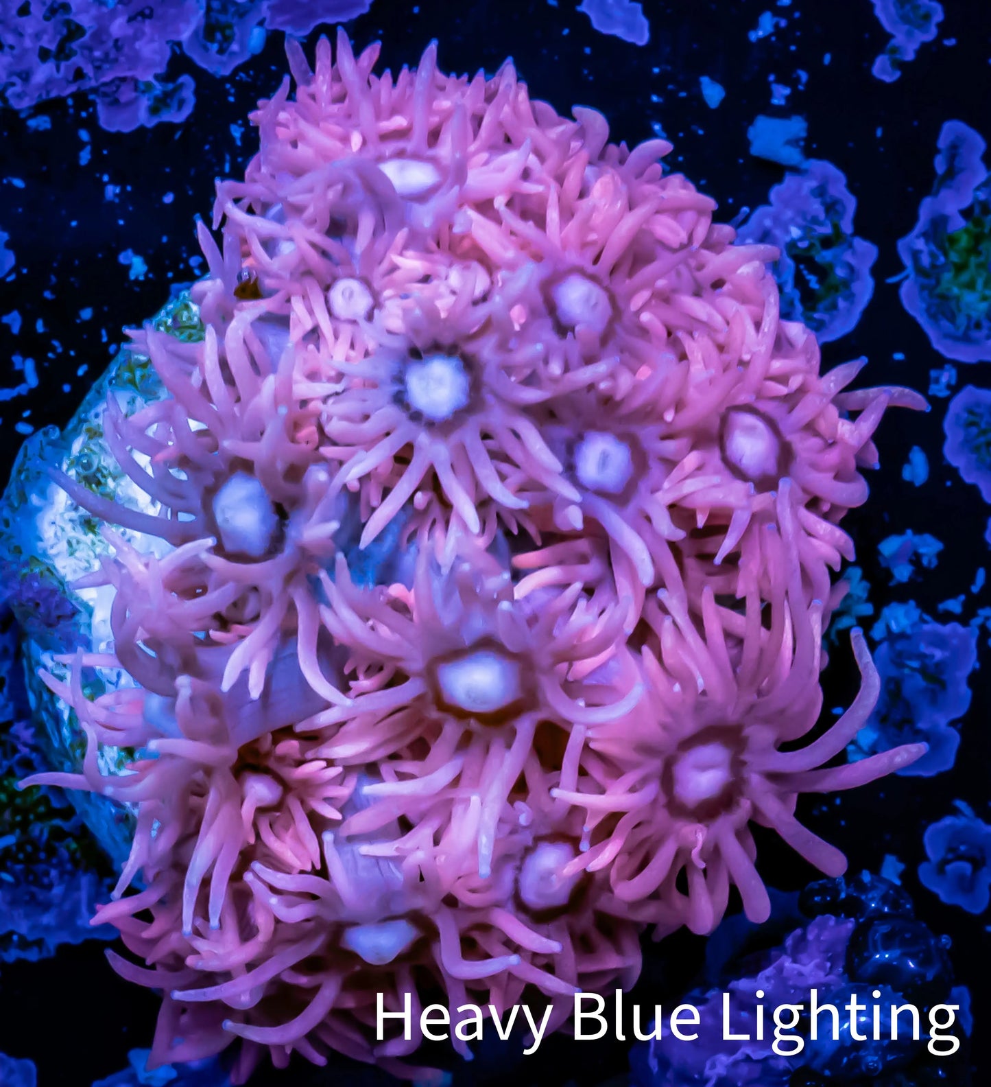 Ultra Goniopora Coral - Frag - WYSIWYG E4R2B1 Ultra Goniopora Coral - Frag - WYSIWYG E4R2B1 Animals & Pet Supplies Ultra Goniopora Coral - Frag - WYSIWYG E4R2B1 Zeo Box Reef