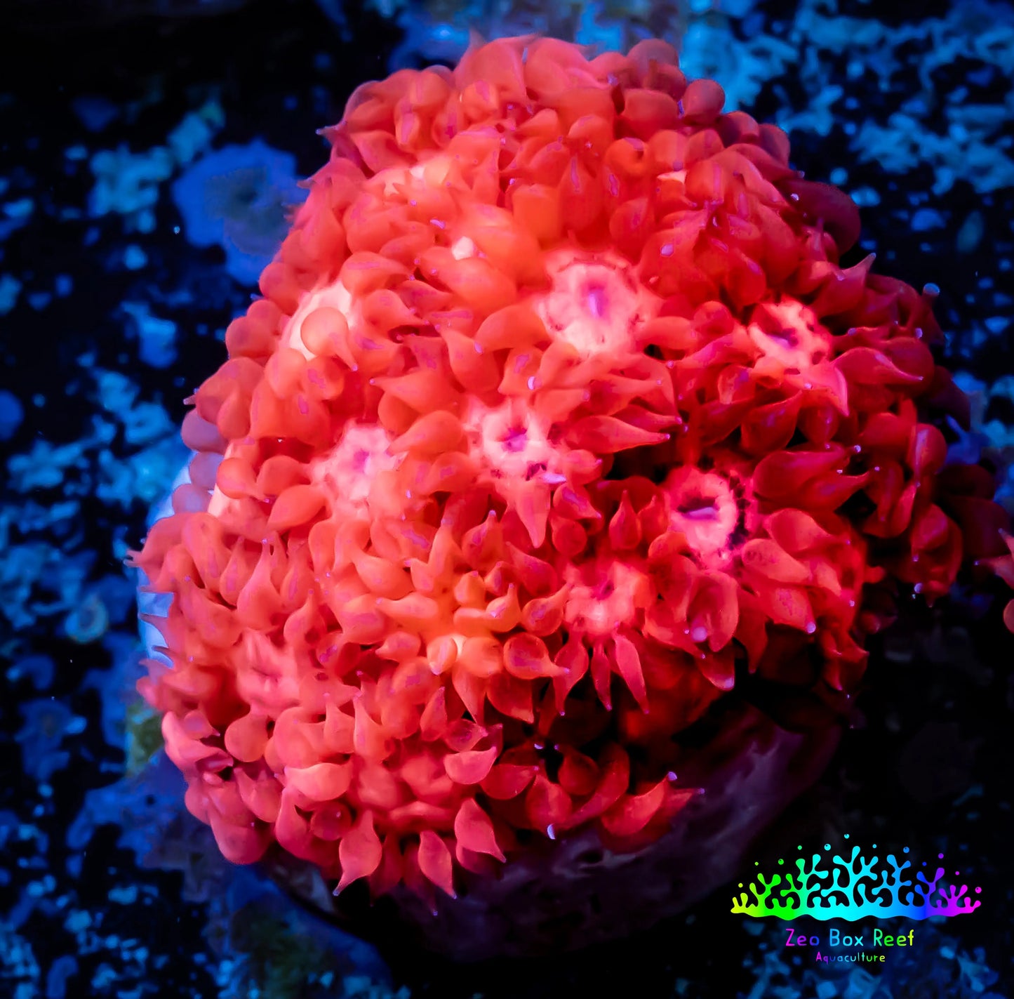 Ultra Goniopora Coral - Frag - WYSIWYG Ultra Goniopora Coral - Frag - WYSIWYG Animals & Pet Supplies Ultra Goniopora Coral - Frag - WYSIWYG Zeo Box Reef