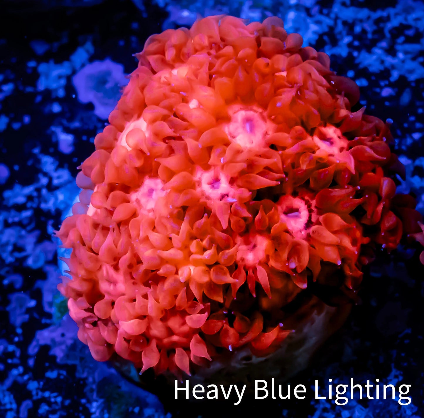 Ultra Goniopora Coral - Frag - WYSIWYG Ultra Goniopora Coral - Frag - WYSIWYG Animals & Pet Supplies Ultra Goniopora Coral - Frag - WYSIWYG Zeo Box Reef