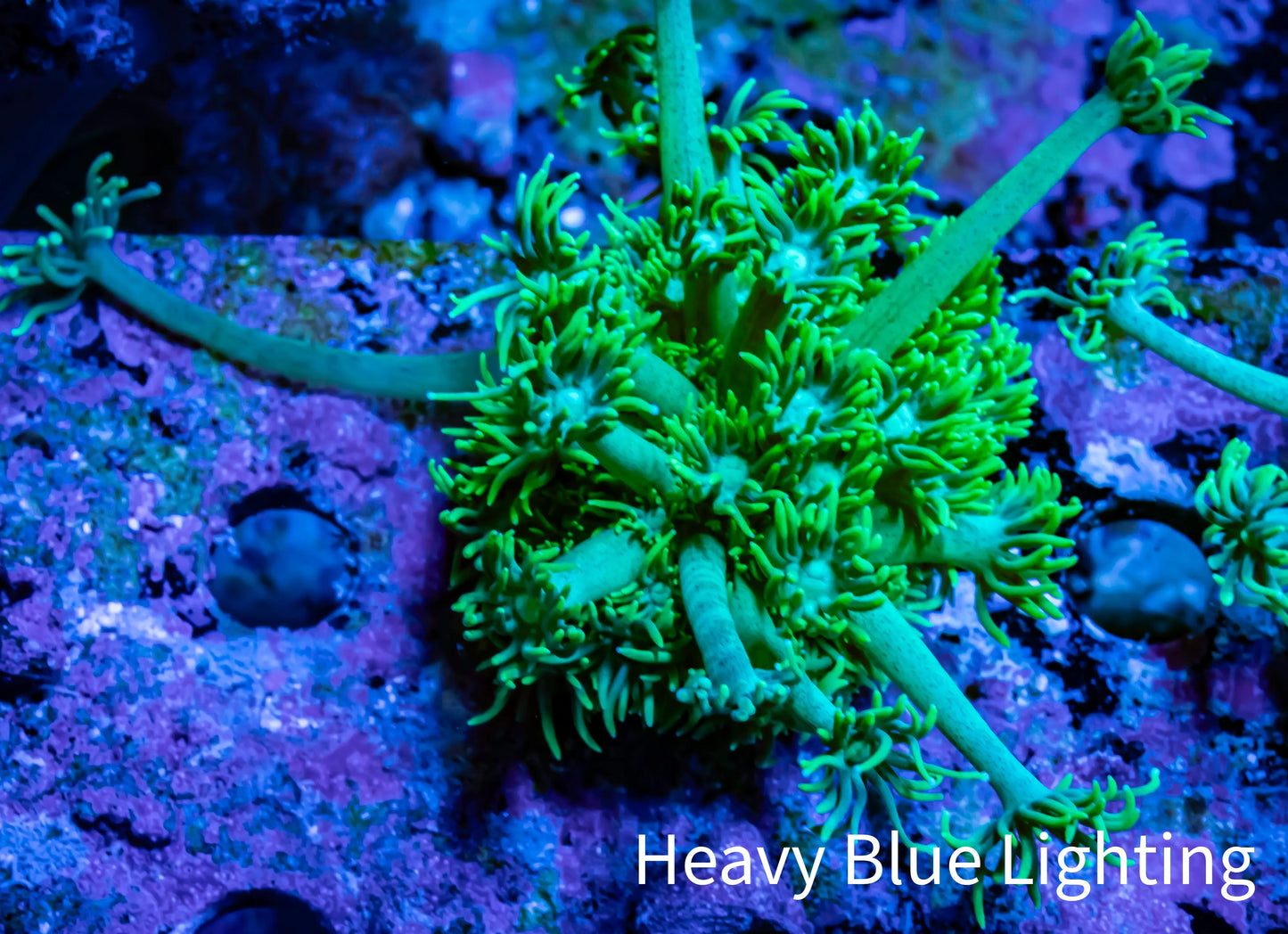 Ultra Goniopora Coral - Frag - WYSIWYG Ultra Goniopora Coral - Frag - WYSIWYG Animals & Pet Supplies Ultra Goniopora Coral - Frag - WYSIWYG Zeo Box Reef