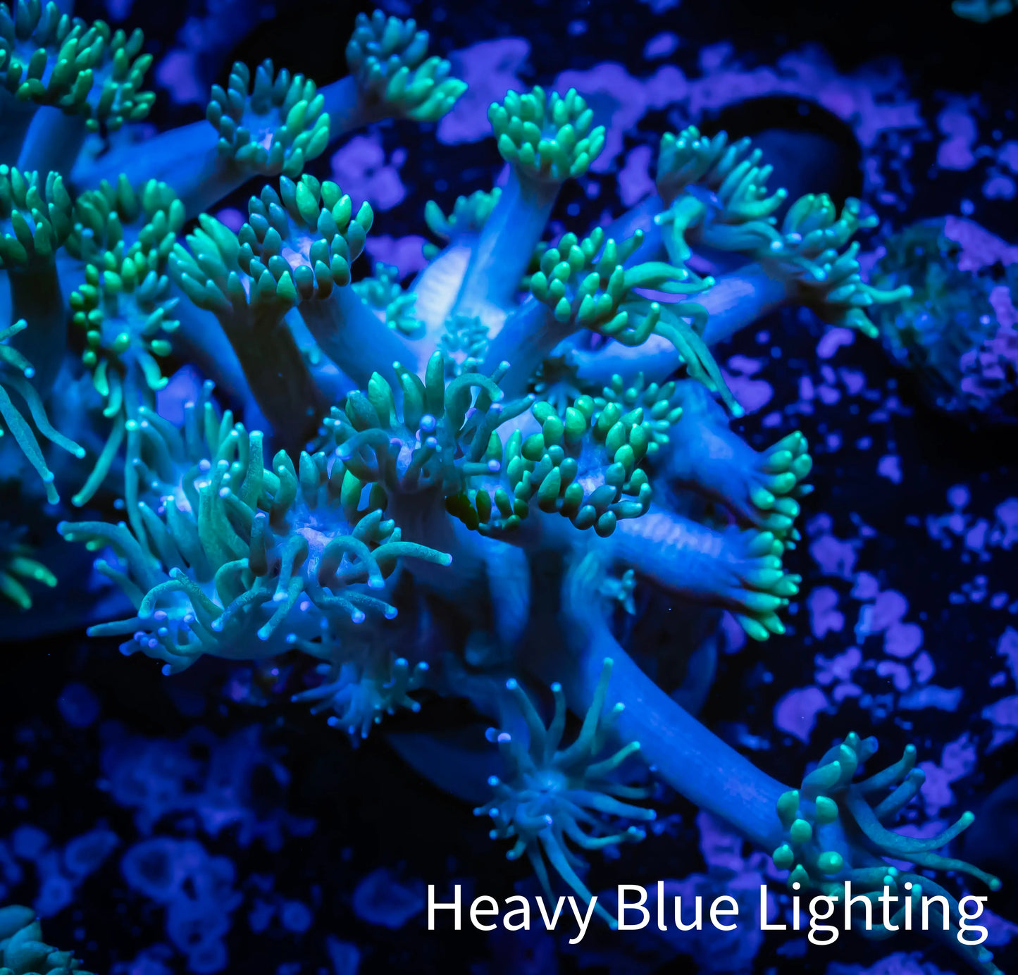 Ultra Goniopora Coral - Frag - WYSIWYG c1R5B2 Ultra Goniopora Coral - Frag - WYSIWYG c1R5B2 Animals & Pet Supplies Ultra Goniopora Coral - Frag - WYSIWYG c1R5B2 Zeo Box Reef