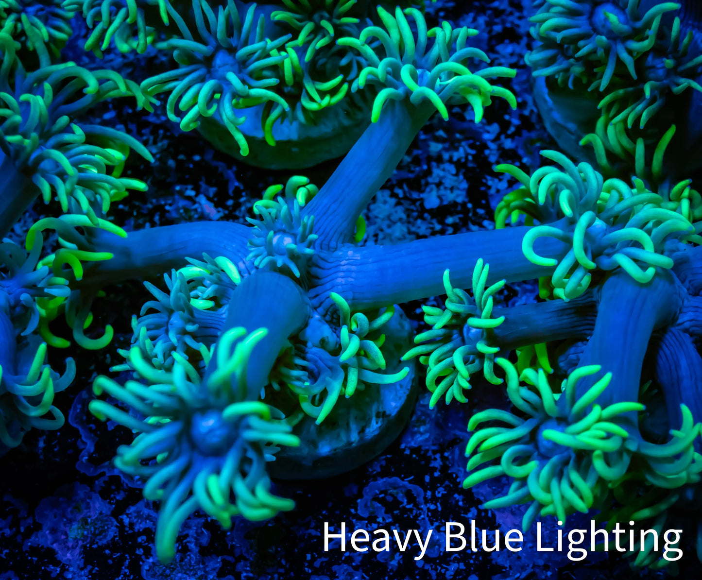 Ultra Goniopora Coral - Frag - WYSIWYG c1R5B2 (Copy) Ultra Goniopora Coral - Frag - WYSIWYG c1R5B2 (Copy) Animals & Pet Supplies Ultra Goniopora Coral - Frag - WYSIWYG c1R5B2 (Copy) Zeo Box Reef
