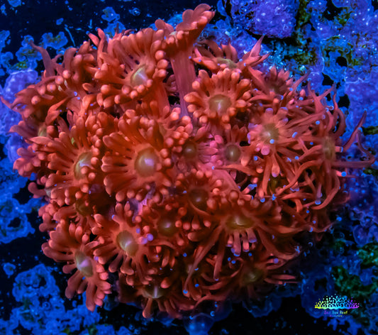 Ultra Goniopora Coral -  Goni Frag- WYSIWYG Ultra Goniopora Coral -  Goni Frag- WYSIWYG Animals & Pet Supplies Ultra Goniopora Coral -  Goni Frag- WYSIWYG Zeo Box Reef