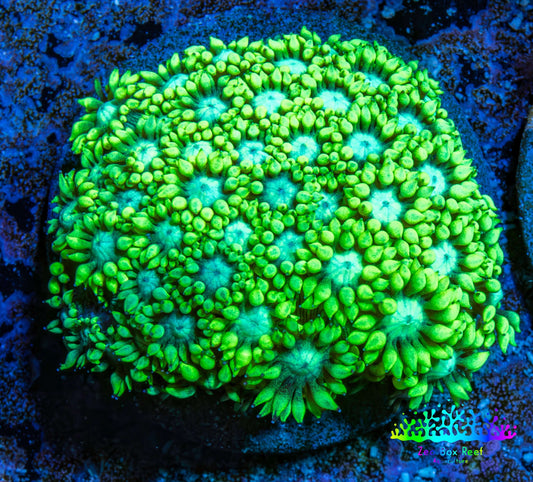Ultra Goniopora Coral - Goni Frag WYSIWYG Ultra Goniopora Coral - Goni Frag WYSIWYG Animals & Pet Supplies Ultra Goniopora Coral - Goni Frag WYSIWYG Zeo Box Reef