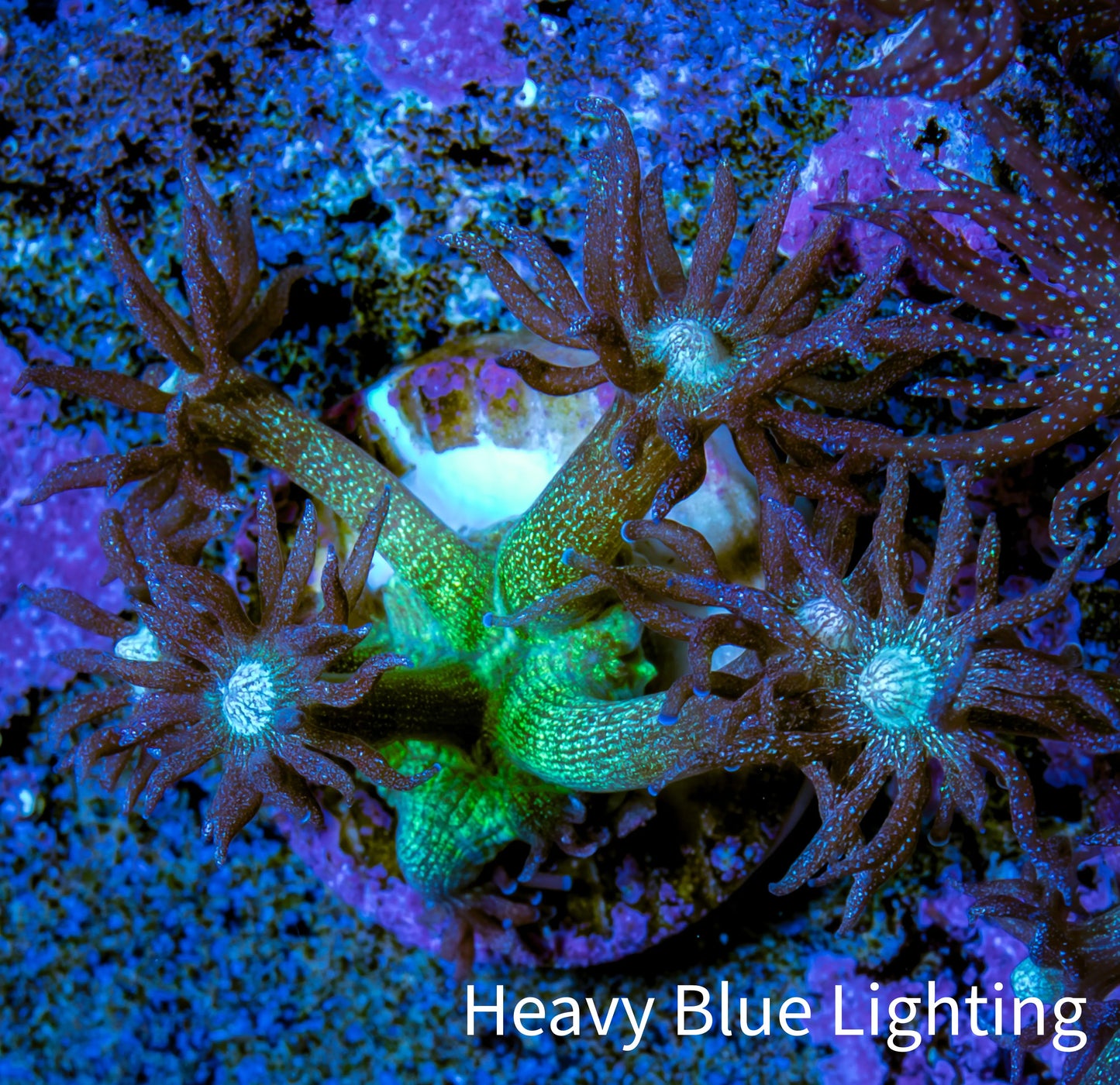 Ultra Goniopora Coral - OG Glitter Goni Frag Ultra Goniopora Coral - OG Glitter Goni Frag Animals & Pet Supplies Ultra Goniopora Coral - OG Glitter Goni Frag Zeo Box Reef