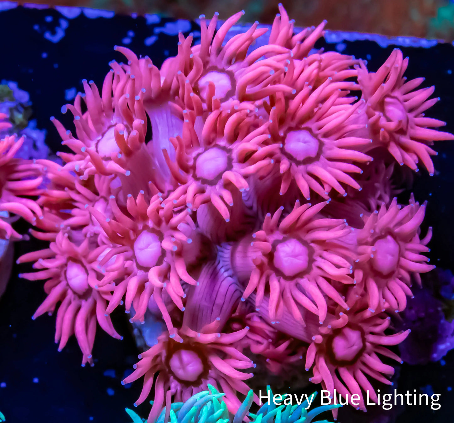 Ultra Goniopora Coral - Pink WYSIWYG Goni Frag Ultra Goniopora Coral - Pink WYSIWYG Goni Frag Animals & Pet Supplies Ultra Goniopora Coral - Pink WYSIWYG Goni Frag Zeo Box Reef