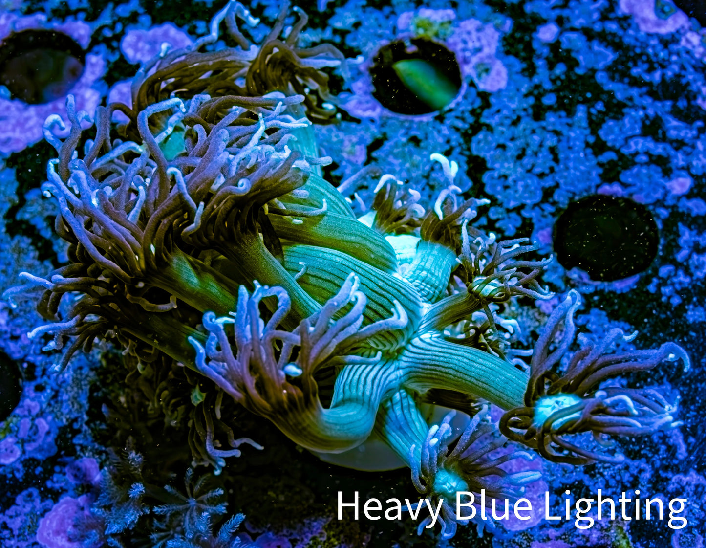 Ultra Goniopora Coral - Purple Pulse Goni Frag WYSIWYG Ultra Goniopora Coral - Purple Pulse Goni Frag WYSIWYG Animals & Pet Supplies Ultra Goniopora Coral - Purple Pulse Goni Frag WYSIWYG Zeo Box Reef