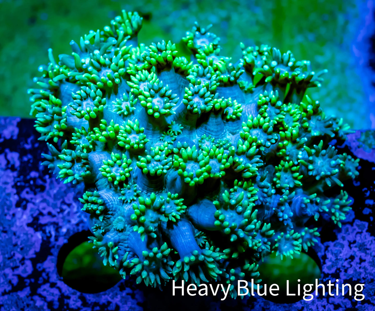 Ultra Goniopora Coral -WYSIWYG 4cm Ultra Goniopora Coral -WYSIWYG 4cm Animals & Pet Supplies Ultra Goniopora Coral -WYSIWYG 4cm Zeo Box Reef