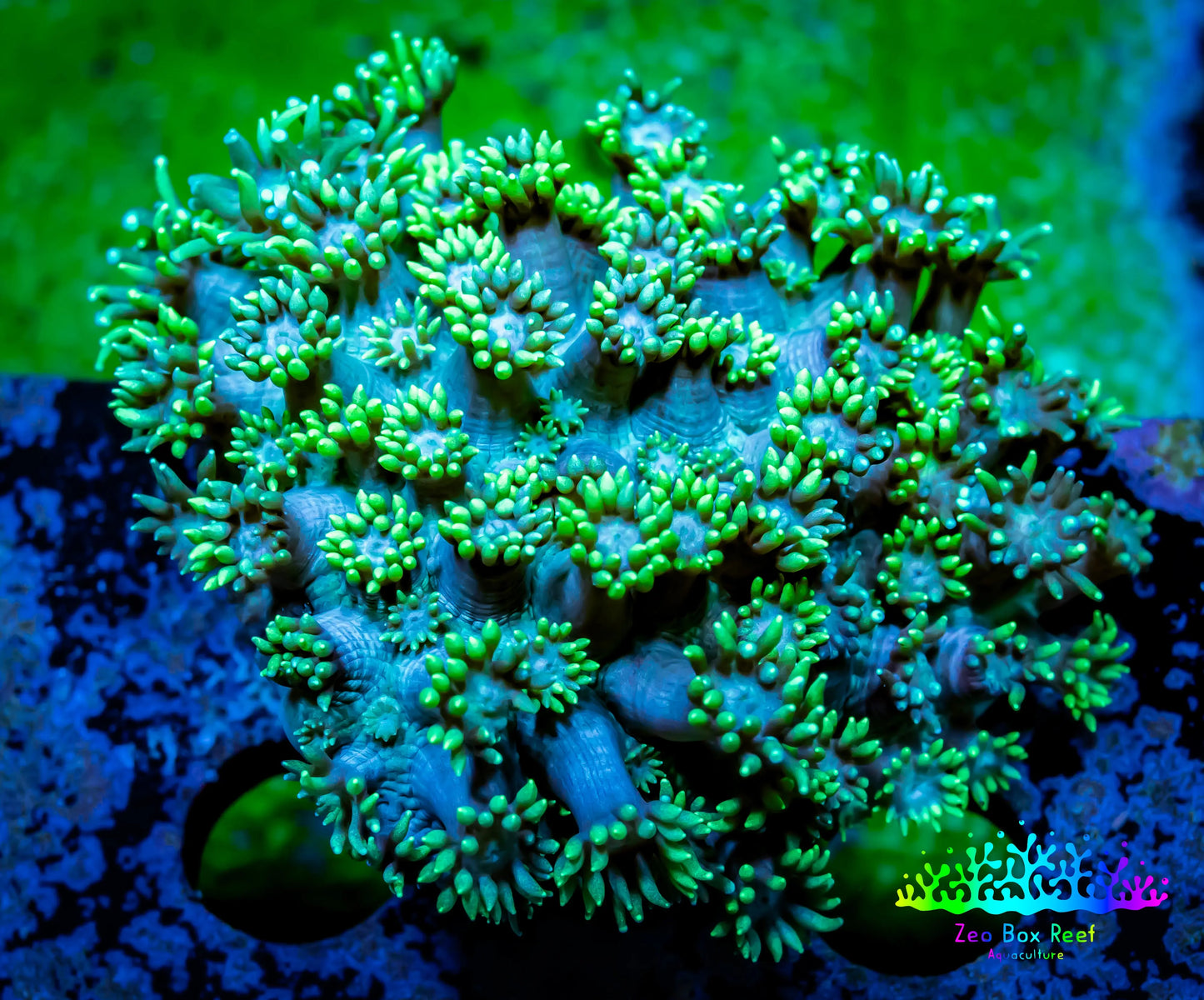 Ultra Goniopora Coral -WYSIWYG 4cm Ultra Goniopora Coral -WYSIWYG 4cm Animals & Pet Supplies Ultra Goniopora Coral -WYSIWYG 4cm Zeo Box Reef