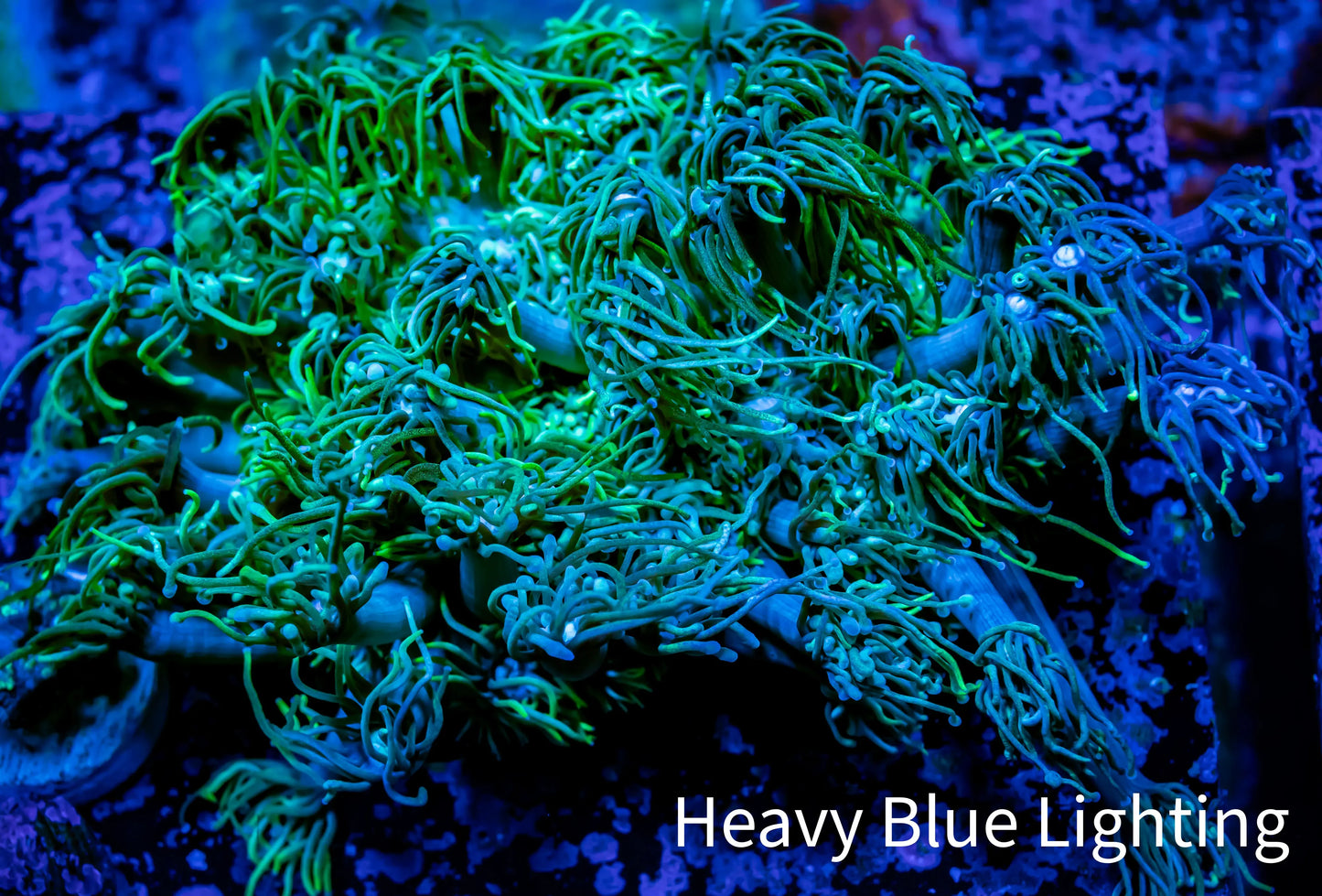 Ultra Goniopora Coral -WYSIWYG 4cm Ultra Goniopora Coral -WYSIWYG 4cm Animals & Pet Supplies Ultra Goniopora Coral -WYSIWYG 4cm Zeo Box Reef
