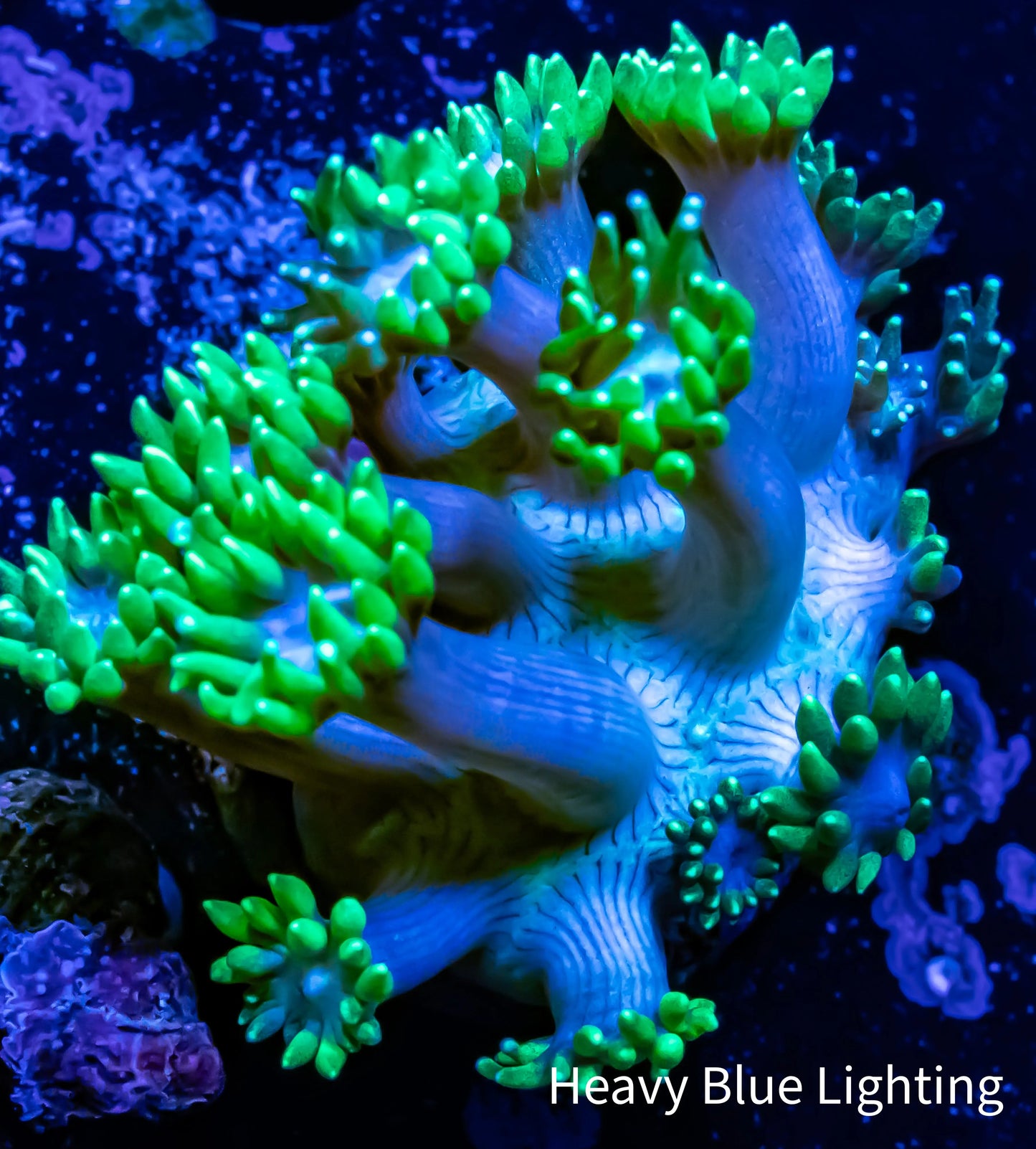Ultra Goniopora Coral - WYSIWYG Goni Frag Ultra Goniopora Coral - WYSIWYG Goni Frag Animals & Pet Supplies Ultra Goniopora Coral - WYSIWYG Goni Frag Zeo Box Reef