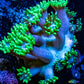 Ultra Goniopora Coral - WYSIWYG Goni Frag Ultra Goniopora Coral - WYSIWYG Goni Frag Animals & Pet Supplies Ultra Goniopora Coral - WYSIWYG Goni Frag Zeo Box Reef