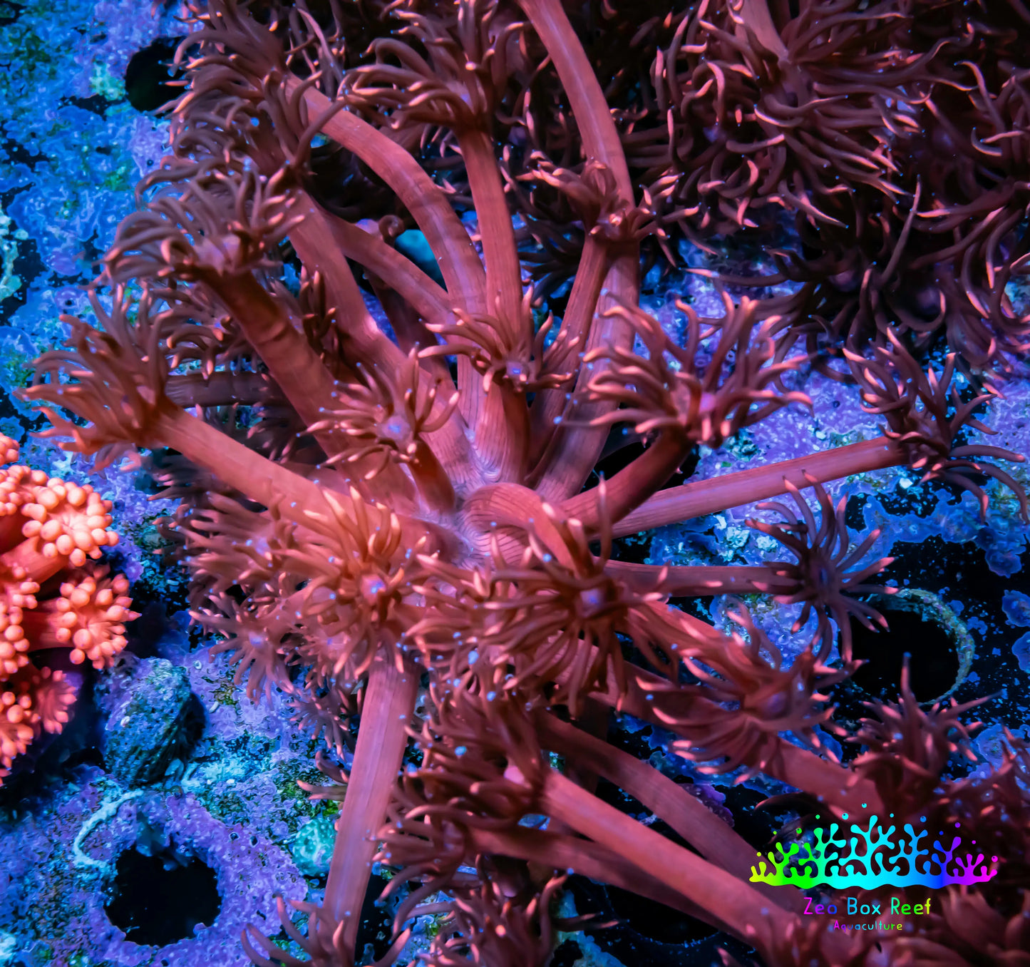 Ultra Goniopora Coral -ZBR Cherry Bomb Goni Frag WYSIWYG Ultra Goniopora Coral -ZBR Cherry Bomb Goni Frag WYSIWYG Animals & Pet Supplies Ultra Goniopora Coral -ZBR Cherry Bomb Goni Frag WYSIWYG Zeo Box Reef