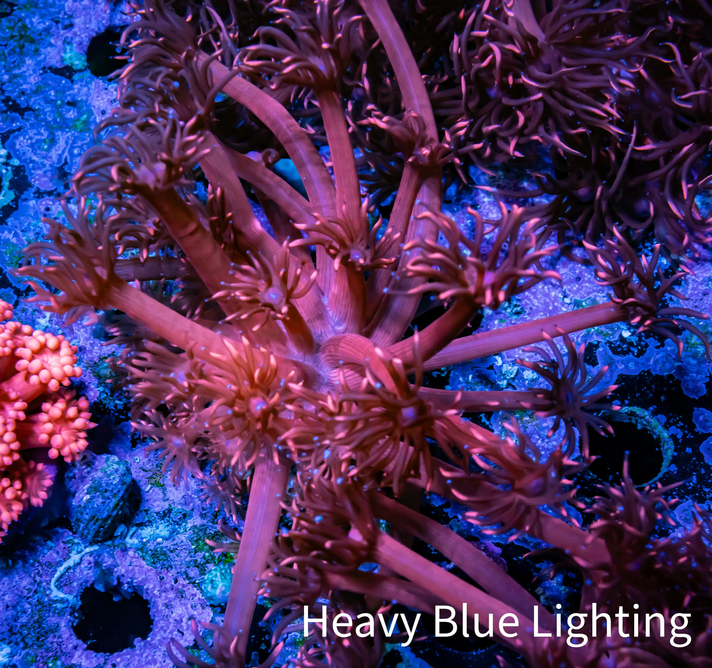 Ultra Goniopora Coral -ZBR Cherry Bomb Goni Frag WYSIWYG Ultra Goniopora Coral -ZBR Cherry Bomb Goni Frag WYSIWYG Animals & Pet Supplies Ultra Goniopora Coral -ZBR Cherry Bomb Goni Frag WYSIWYG Zeo Box Reef