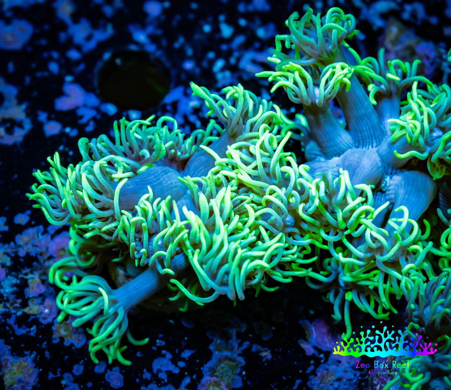 Ultra Goniopora Frag Pack 3x Goni frags WYSIWYG Ultra Goniopora Frag Pack 3x Goni frags WYSIWYG Ultra Goniopora Frag Pack 3x Goni frags WYSIWYG Zeo Box Reef Aquaculture