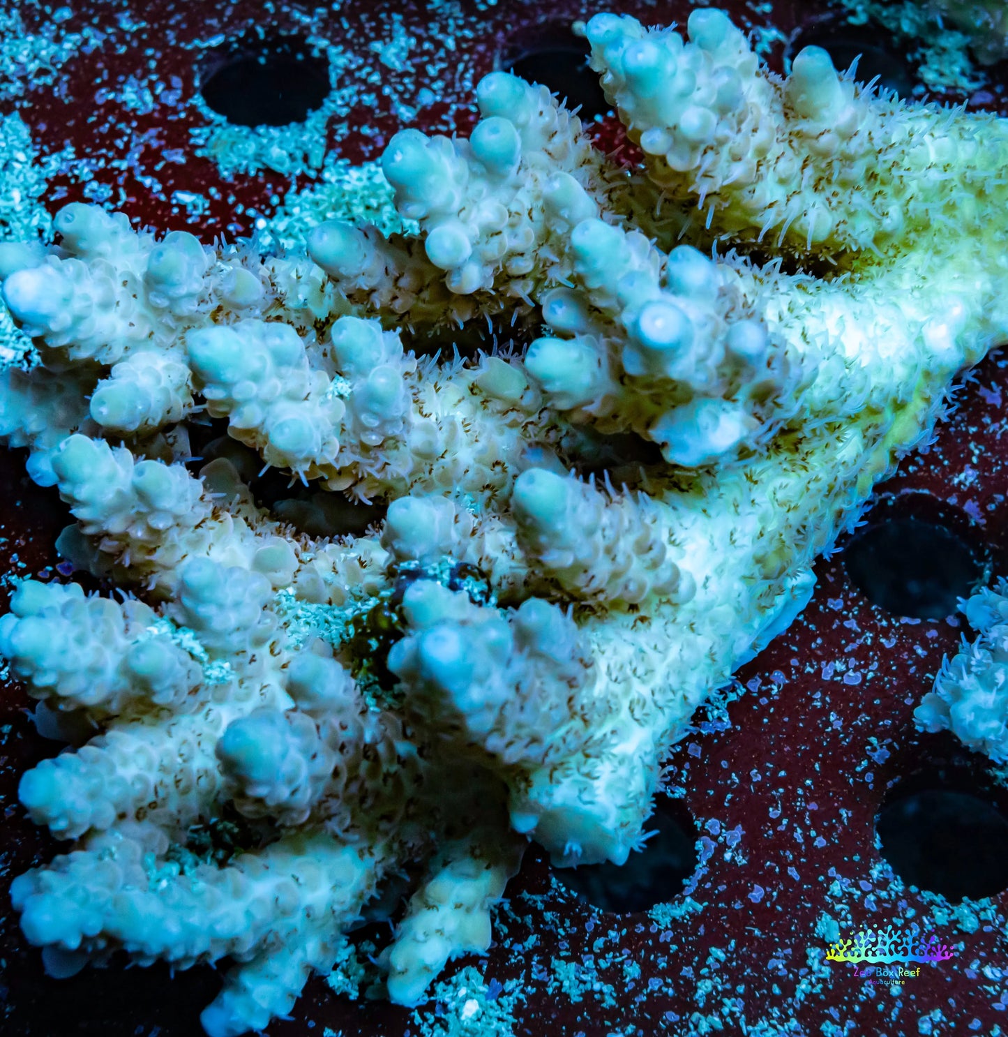 Ultra Grade Acropora Wild Colony WYSIWYG Ultra Grade Acropora Wild Colony WYSIWYG SPS Ultra Grade Acropora Wild Colony WYSIWYG Zeo Box Reef