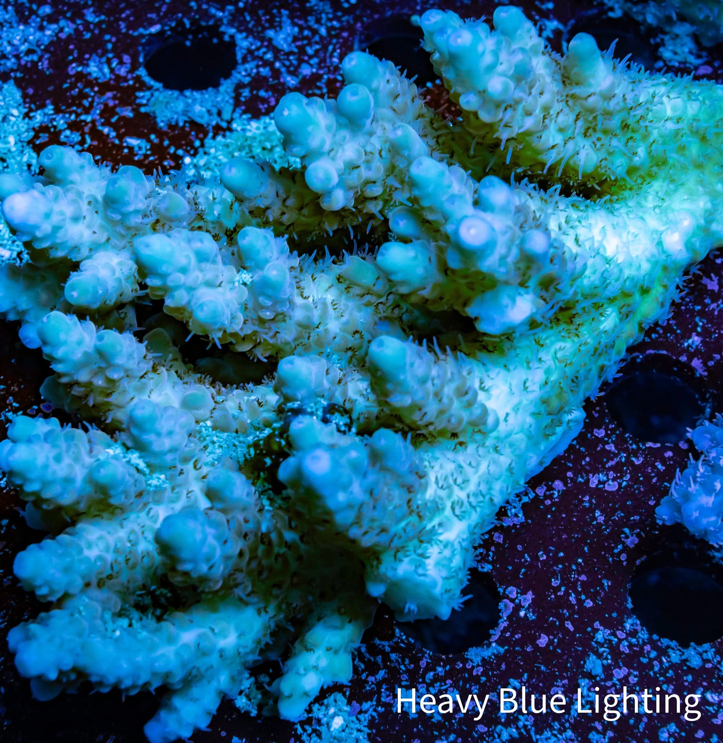 Ultra Grade Acropora Wild Colony WYSIWYG Ultra Grade Acropora Wild Colony WYSIWYG SPS Ultra Grade Acropora Wild Colony WYSIWYG Zeo Box Reef