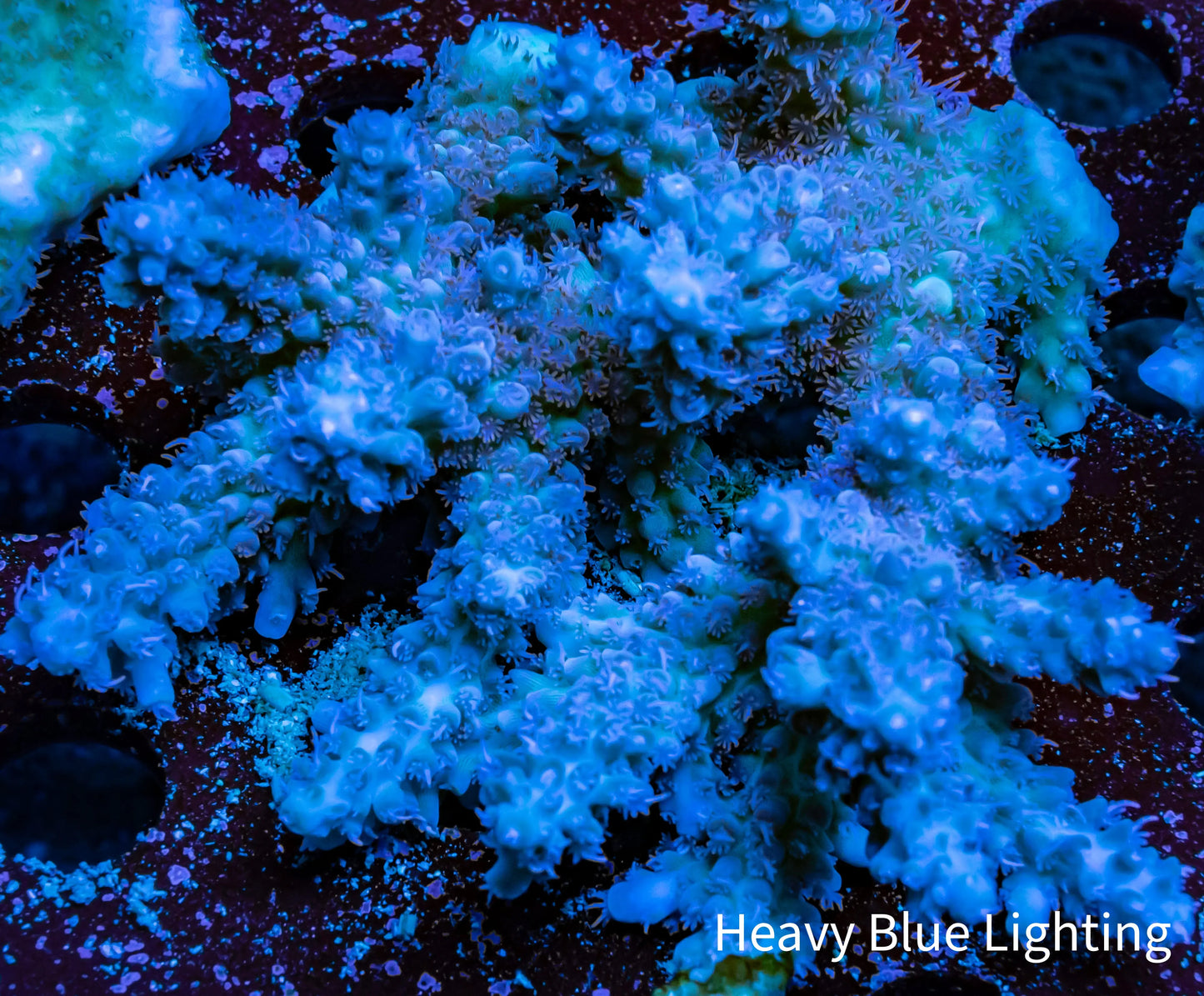Ultra Grade Acropora Wild Colony WYSIWYG Ultra Grade Acropora Wild Colony WYSIWYG SPS Ultra Grade Acropora Wild Colony WYSIWYG Zeo Box Reef