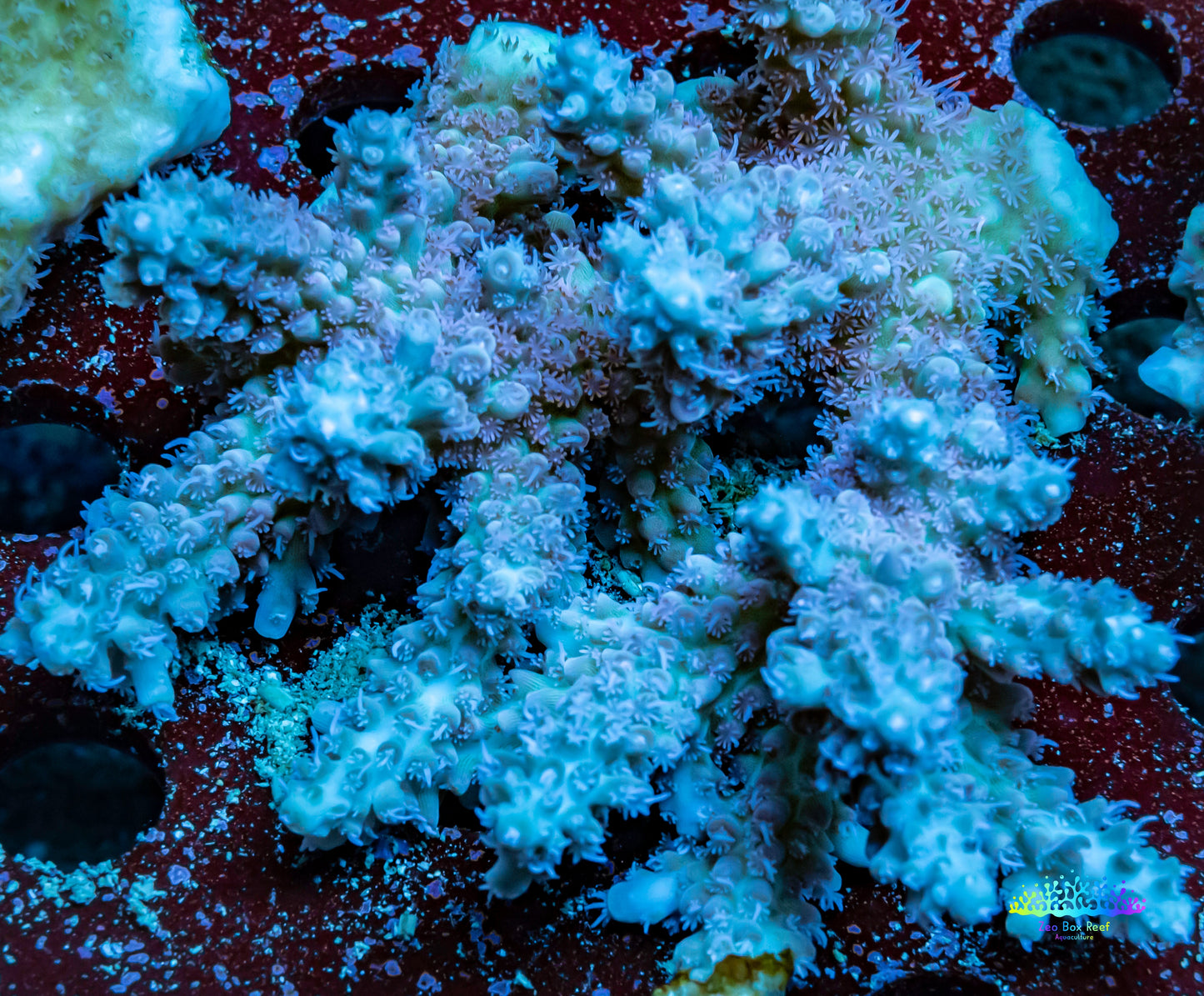 Ultra Grade Acropora Wild Colony WYSIWYG Ultra Grade Acropora Wild Colony WYSIWYG SPS Ultra Grade Acropora Wild Colony WYSIWYG Zeo Box Reef