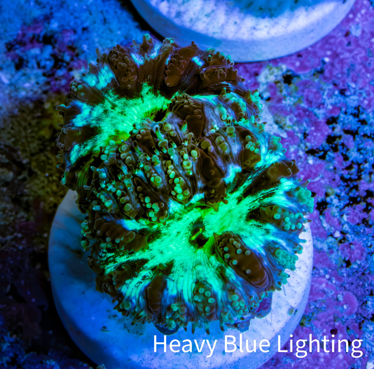 Ultra Green Blue Purple Blastomussa Frag WYSIWYG F3R4B2 Ultra Green Blue Purple Blastomussa Frag WYSIWYG F3R4B2 LPS Ultra Green Blue Purple Blastomussa Frag WYSIWYG F3R4B2 Zeo Box Reef