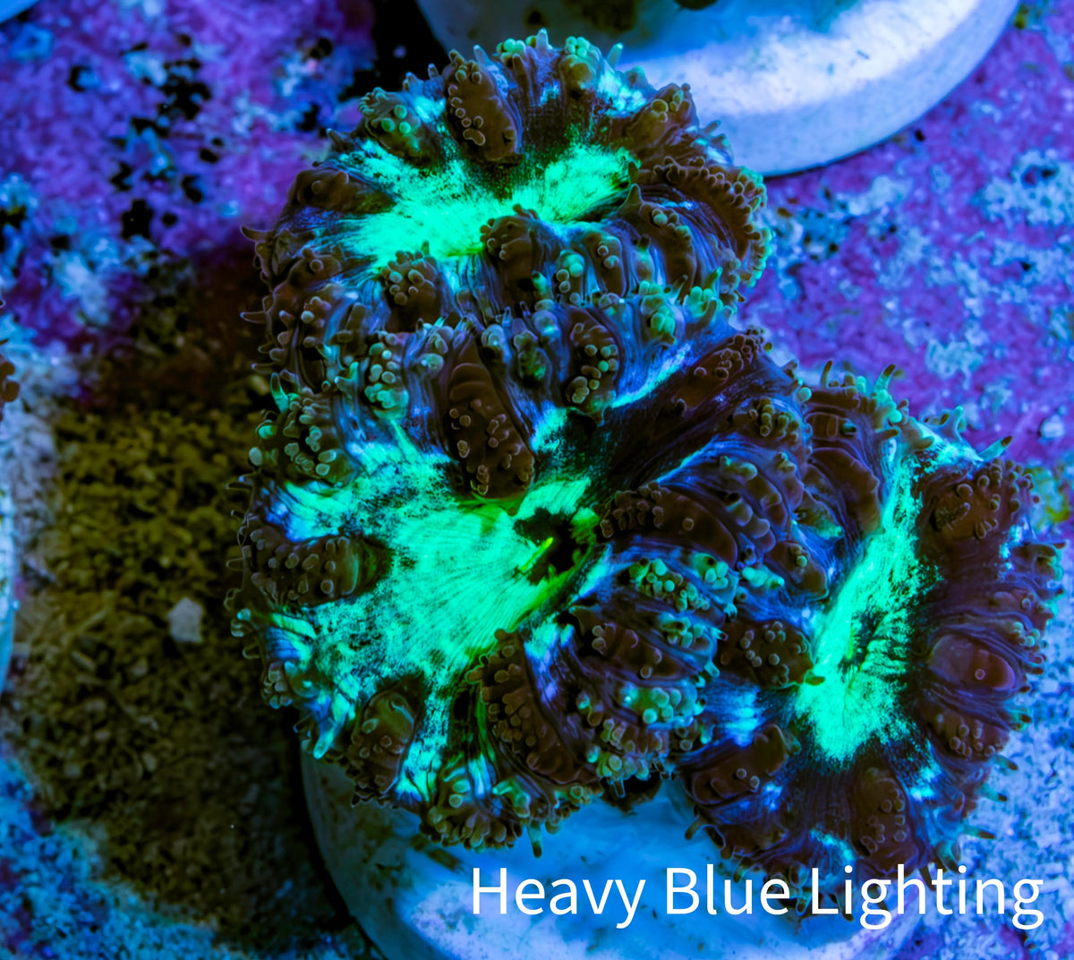 Ultra Green Blue Purple Blastomussa Frag WYSIWYG F4R4B2 Ultra Green Blue Purple Blastomussa Frag WYSIWYG F4R4B2 LPS Ultra Green Blue Purple Blastomussa Frag WYSIWYG F4R4B2 Zeo Box Reef