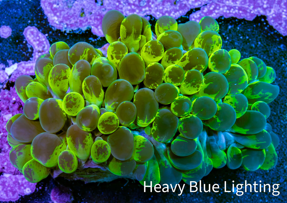Ultra Green Splatter Bubble Coral WYSIWYG Ultra Green Splatter Bubble Coral WYSIWYG LPS Ultra Green Splatter Bubble Coral WYSIWYG Zeo Box Reef