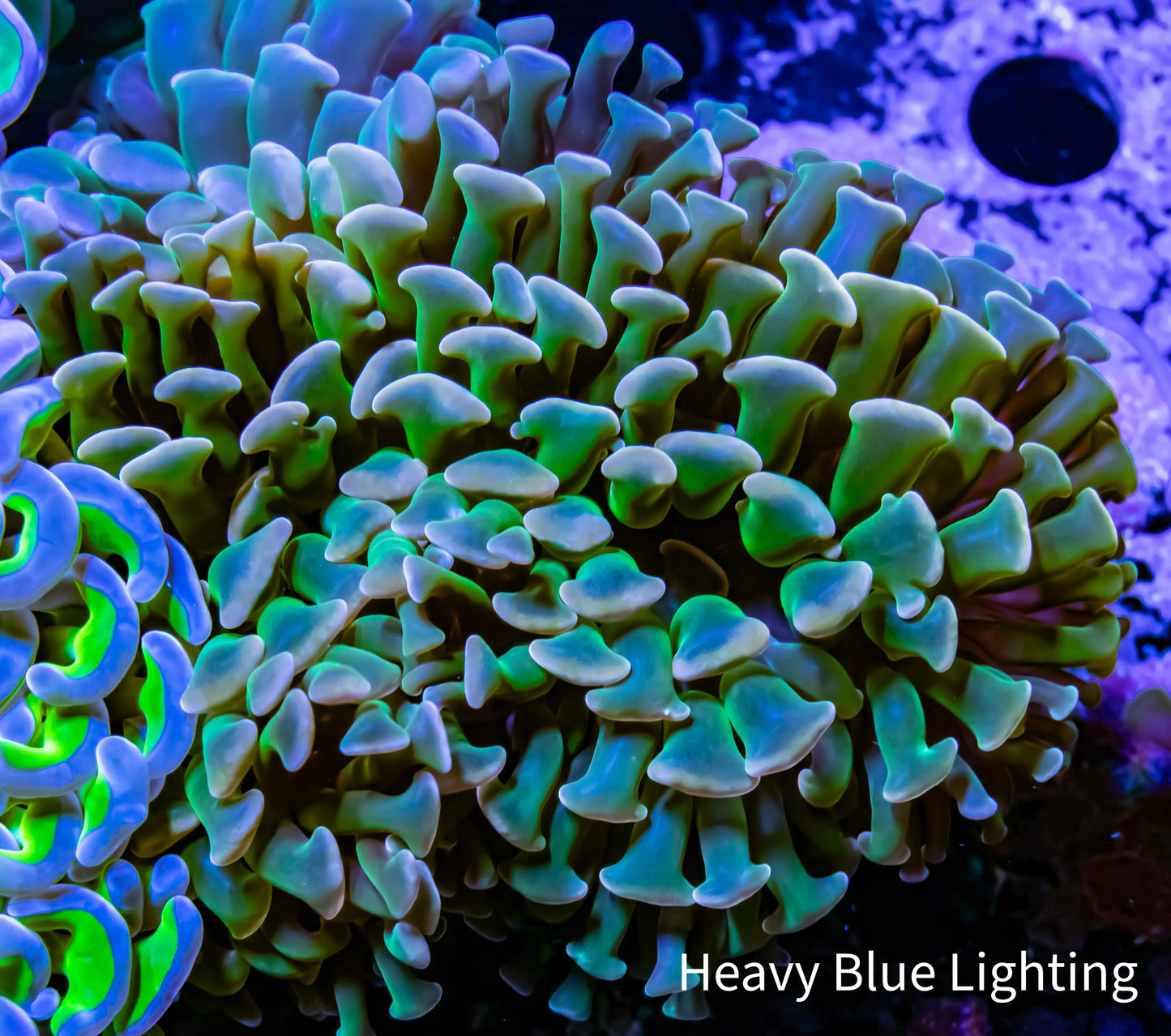 Ultra Green Stem Orange Tip Hammer Coral WYSIWYG 8cm B3R6B1 Ultra Green Stem Orange Tip Hammer Coral WYSIWYG 8cm B3R6B1 Aquarium Decor Ultra Green Stem Orange Tip Hammer Coral WYSIWYG 8cm B3R6B1 Zeo Box Reef