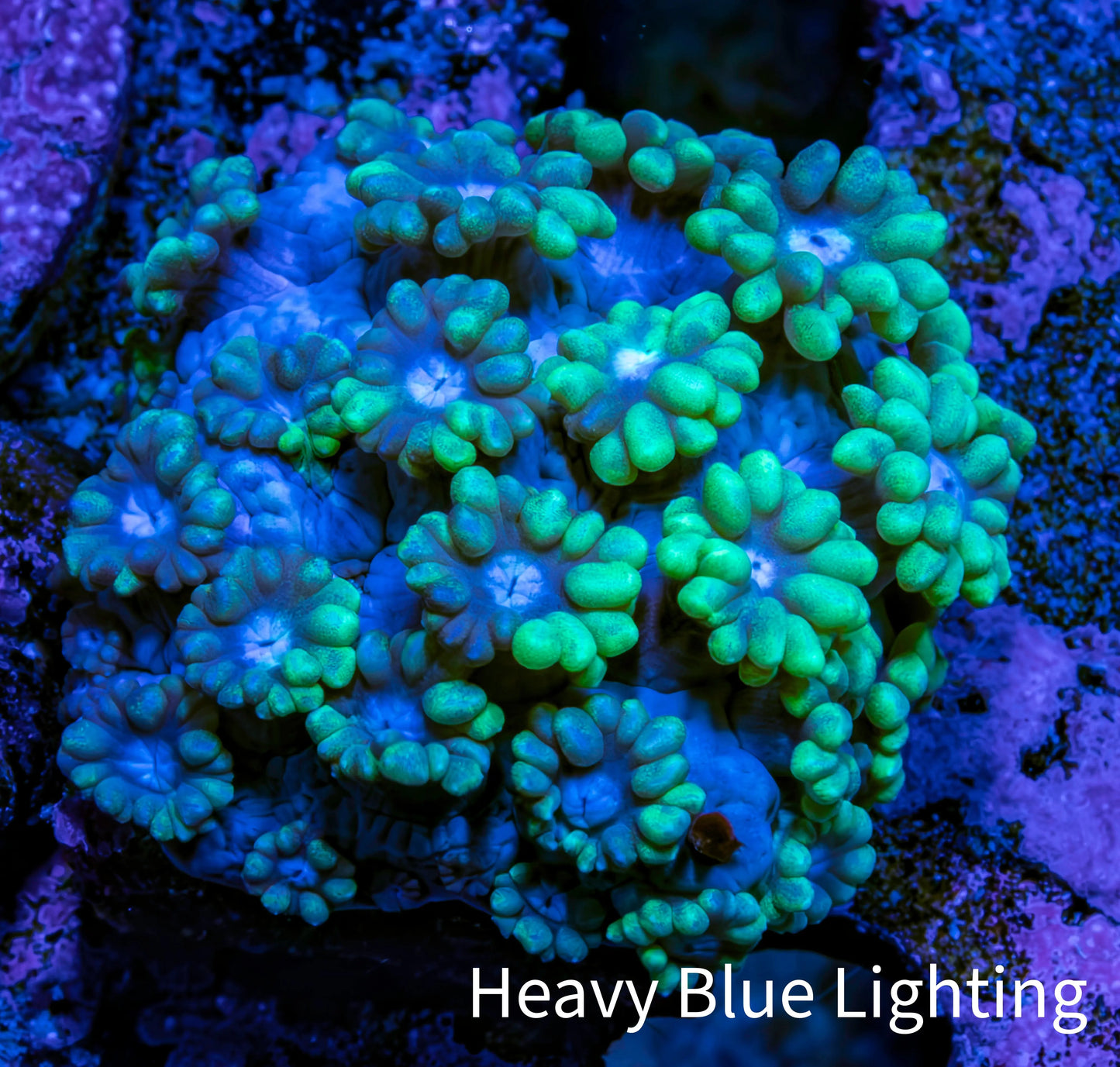 Ultra Green Tip Goni Frag ā WYSIWYG Ultra Green Tip Goni Frag ā WYSIWYG Animals & Pet Supplies Ultra Green Tip Goni Frag ā WYSIWYG Zeo Box Reef