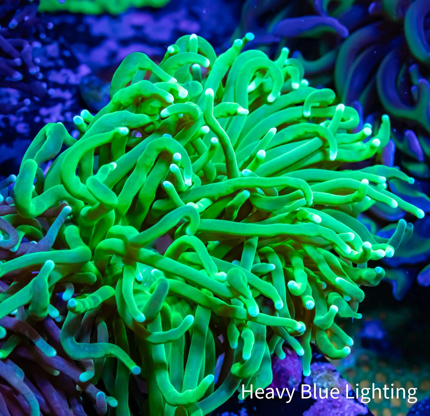 Ultra Green Torch Coral 7cm Ultra Green Torch Coral 7cm LPS Ultra Green Torch Coral 7cm Zeo Box Reef