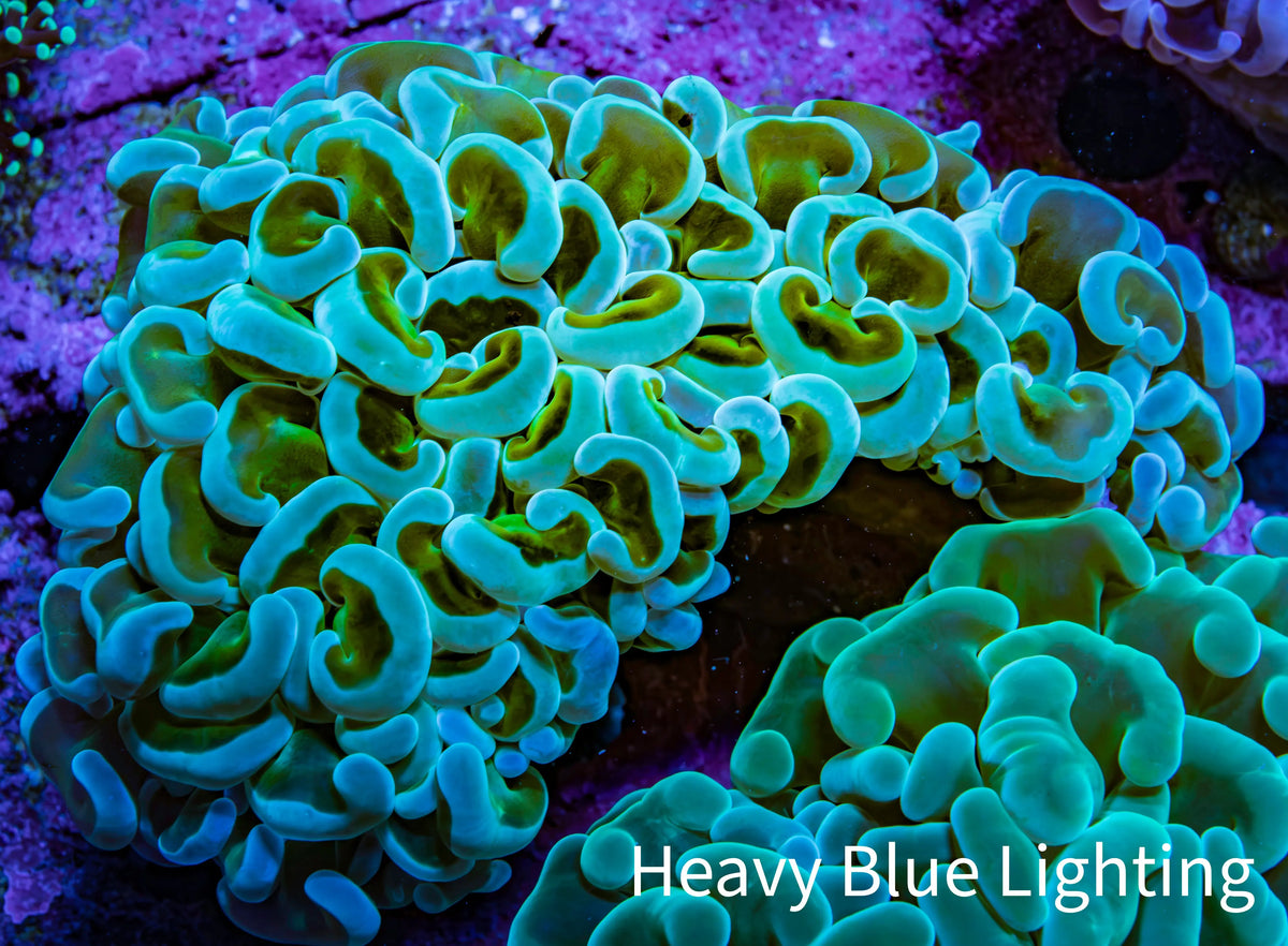 Ultra Green Turquoise Hammer Coral WYSIWYG Ultra Green Turquoise Hammer Coral WYSIWYG Aquarium Decor Ultra Green Turquoise Hammer Coral WYSIWYG Zeo Box Reef