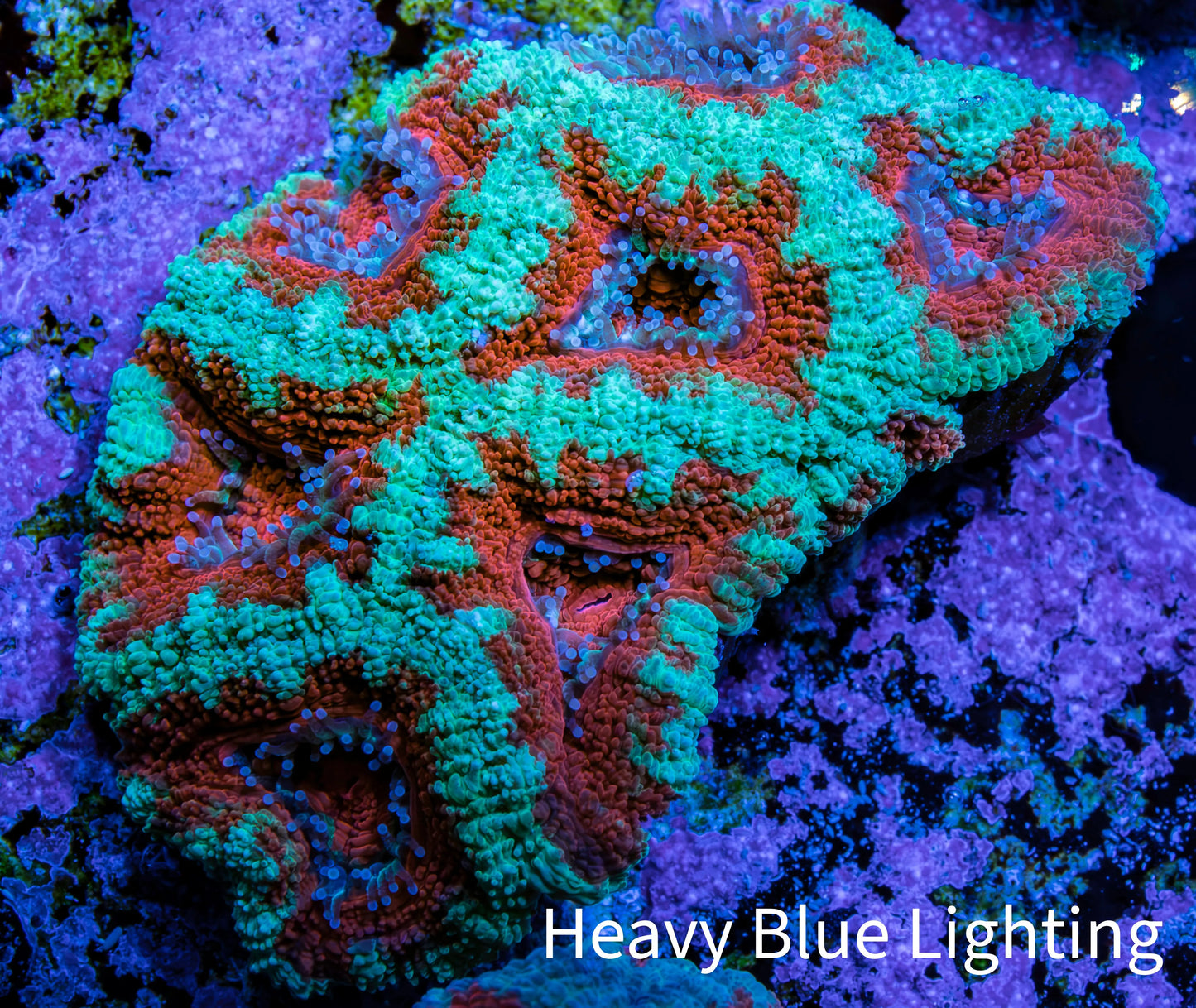 Ultra Green & Orange Acan Coral ā WYSIWYG 5cm WYSIWYG Ultra Green & Orange Acan Coral ā WYSIWYG 5cm WYSIWYG LPS Coral Ultra Green & Orange Acan Coral ā WYSIWYG 5cm WYSIWYG Zeo Box Reef