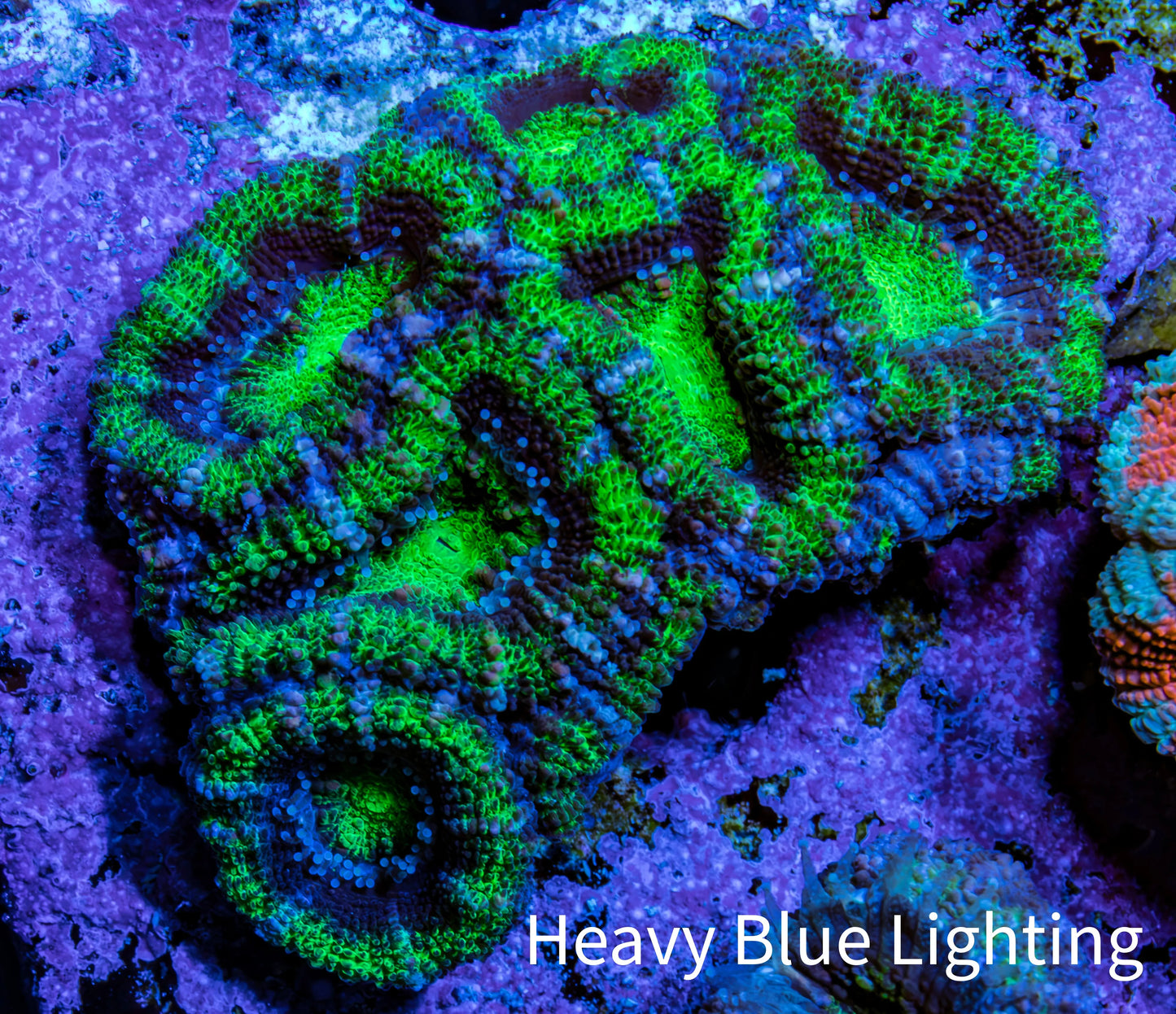 Ultra Green & Purple Acan Coral ā WYSIWYG 4cm WYSIWYG Ultra Green & Purple Acan Coral ā WYSIWYG 4cm WYSIWYG LPS Coral Ultra Green & Purple Acan Coral ā WYSIWYG 4cm WYSIWYG Zeo Box Reef