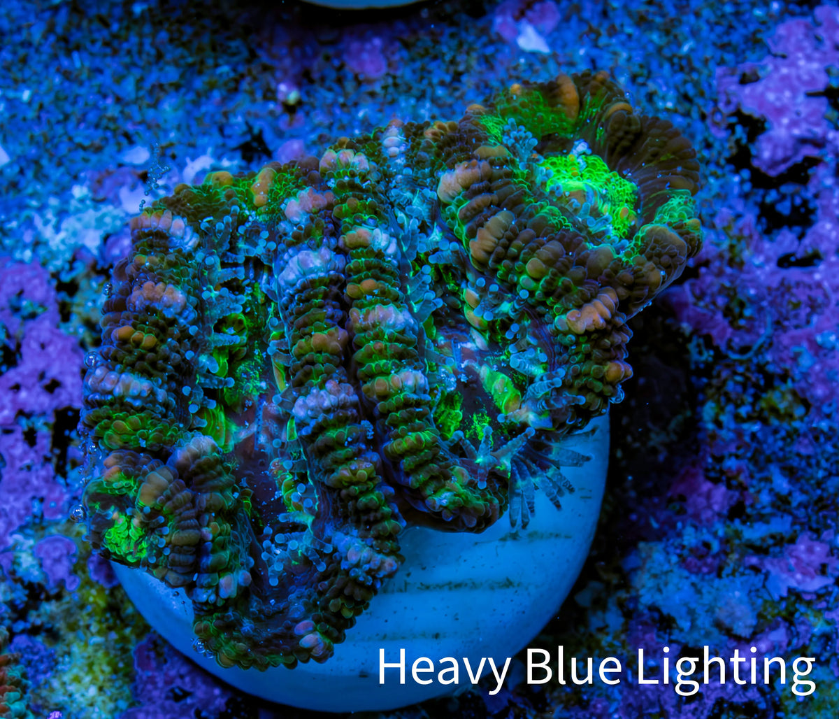 Ultra Green, Peach, Orange & Purple Acan Coral Frag, WYSIWYG D1R3B1 Ultra Green, Peach, Orange & Purple Acan Coral Frag, WYSIWYG D1R3B1 LPS Coral Ultra Green, Peach, Orange & Purple Acan Coral Frag, WYSIWYG D1R3B1 Zeo Box Reef
