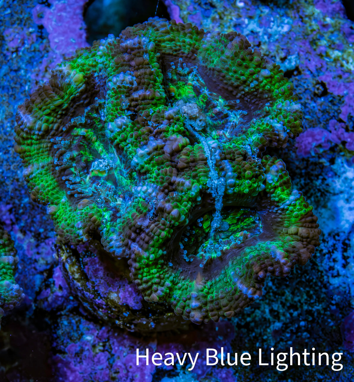 Ultra Green, Peach, Orange & Purple Acan Coral Frag, WYSIWYG D4R3B1 Ultra Green, Peach, Orange & Purple Acan Coral Frag, WYSIWYG D4R3B1 LPS Coral Ultra Green, Peach, Orange & Purple Acan Coral Frag, WYSIWYG D4R3B1 Zeo Box Reef