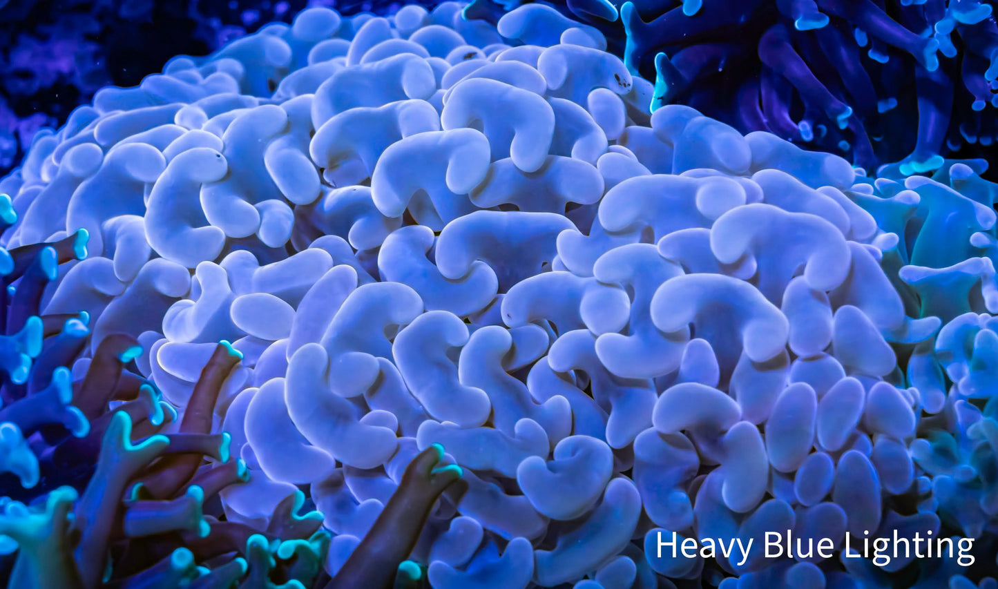 Ultra Hammer Coral - Pink WYSIWYG 8cm Ultra Hammer Coral - Pink WYSIWYG 8cm Aquarium Decor Ultra Hammer Coral - Pink WYSIWYG 8cm Zeo Box Reef