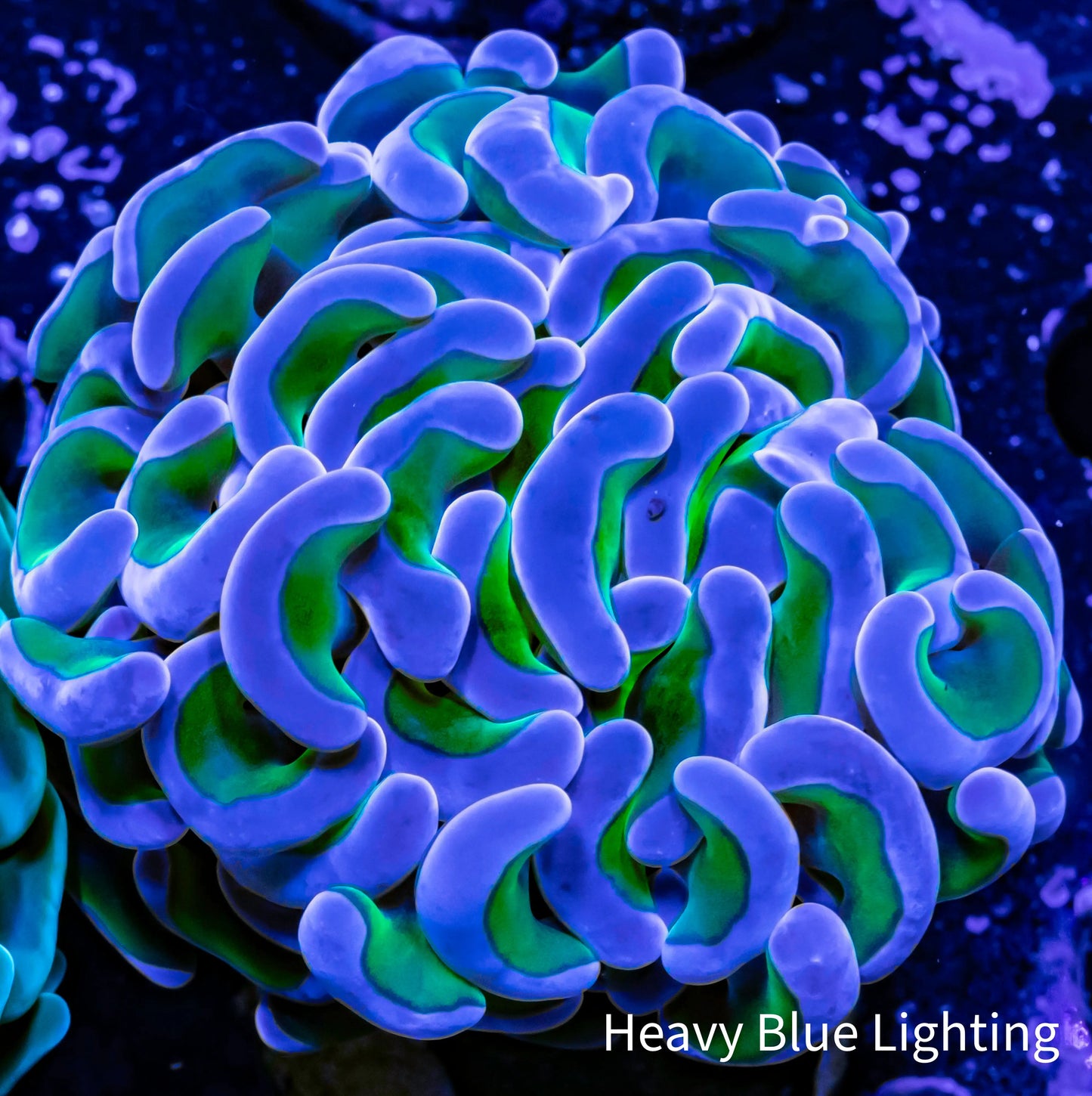 Ultra Hammer Coral - WYSIWYG 5cm Ultra Hammer Coral - WYSIWYG 5cm Aquarium Decor Ultra Hammer Coral - WYSIWYG 5cm Zeo Box Reef